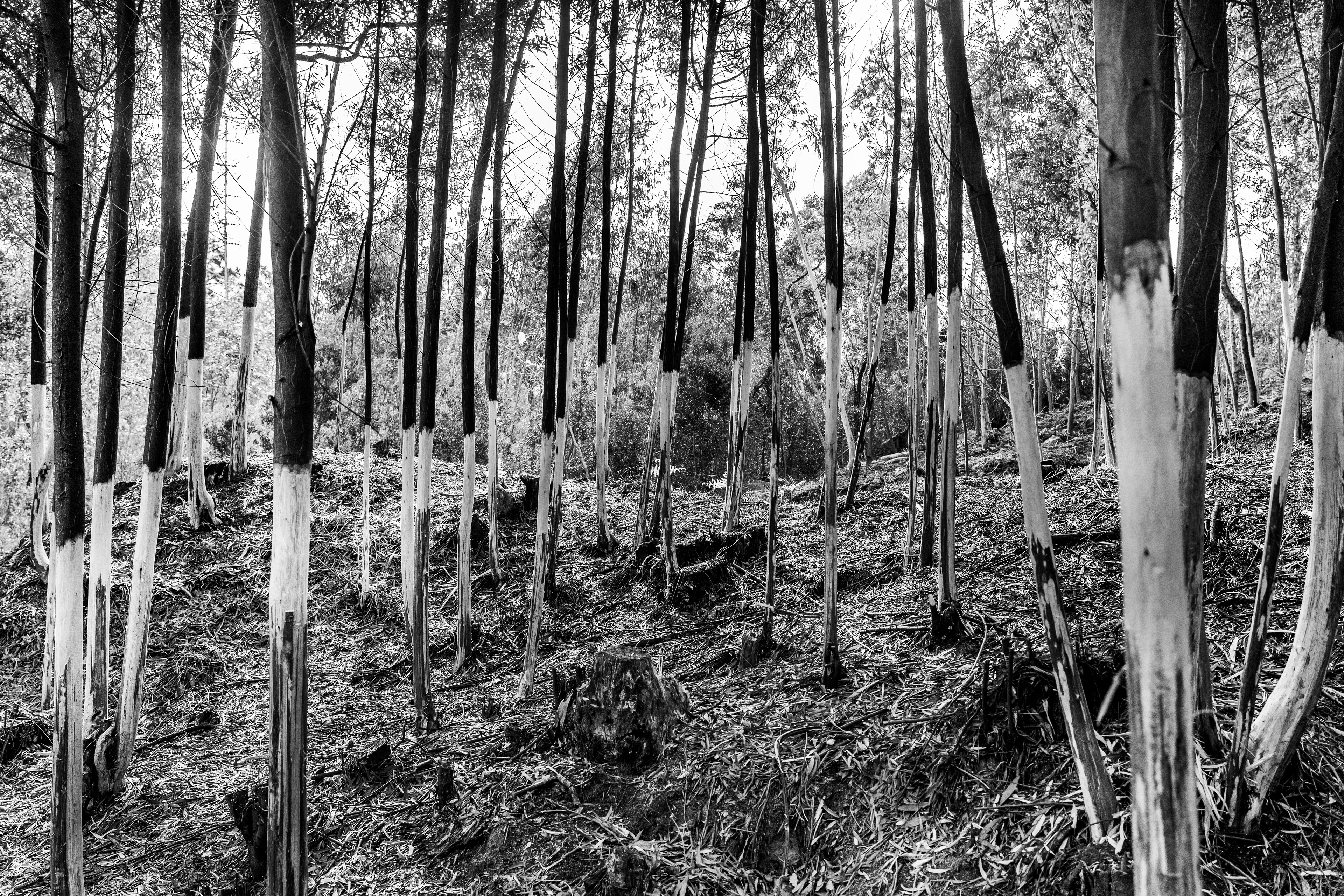 Serra de Negrelos, Vila Nova de Gaia, Nord, Portugal, 2025