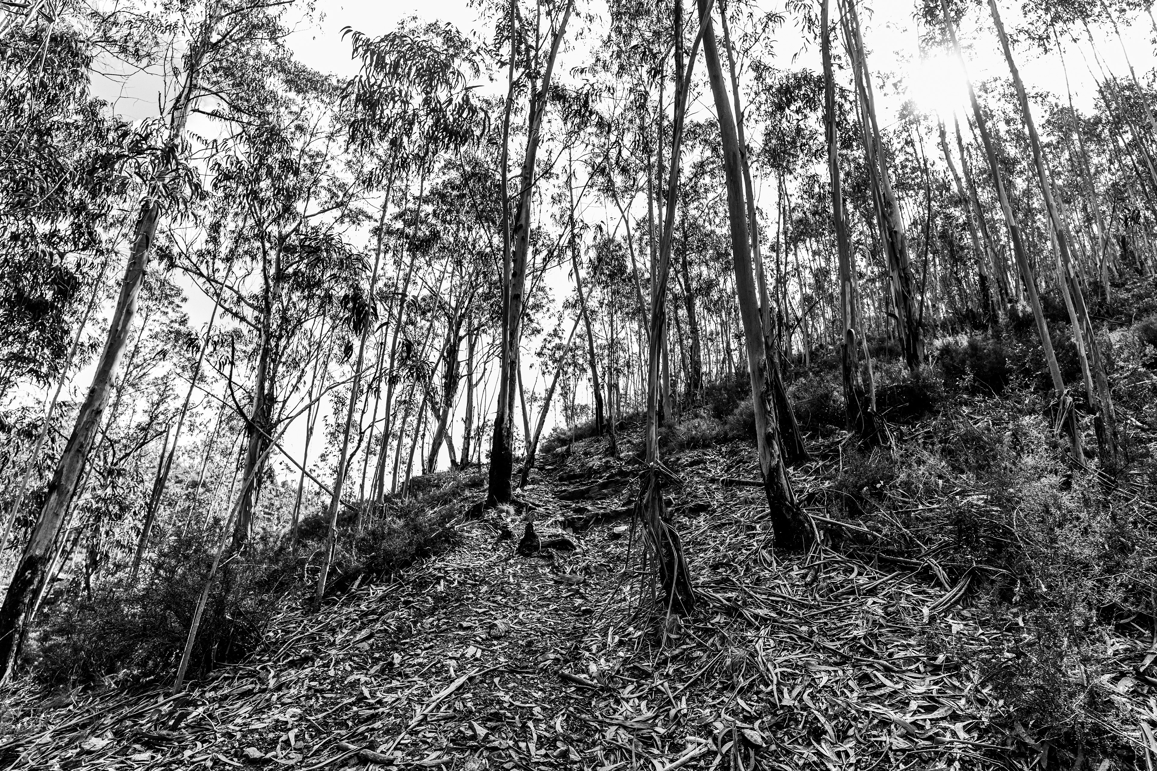 Valongo, Nord, Portugal, 2025