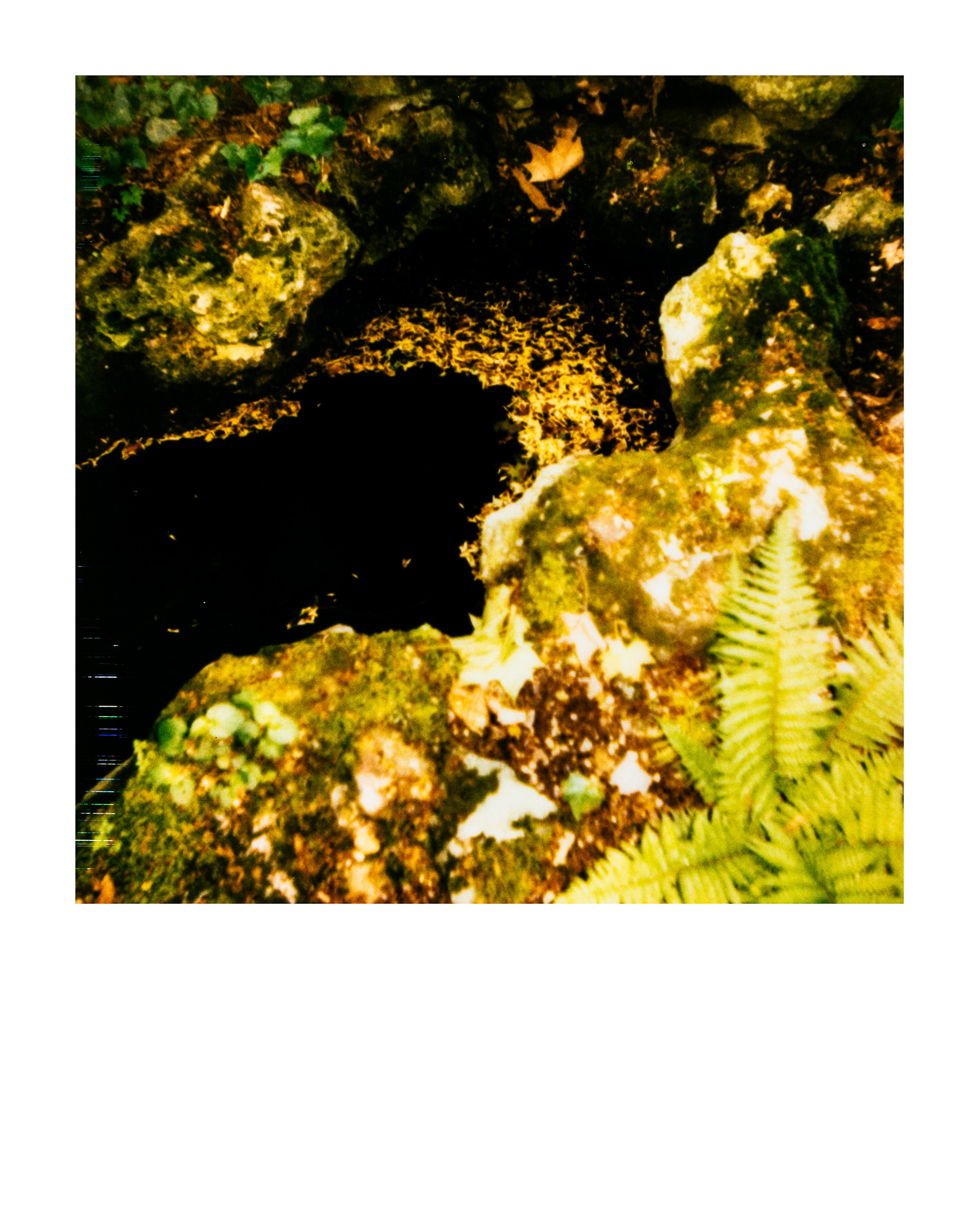 Série "Parcs", Musée départemental Albert-Kahn, 2026 (Polaroid)