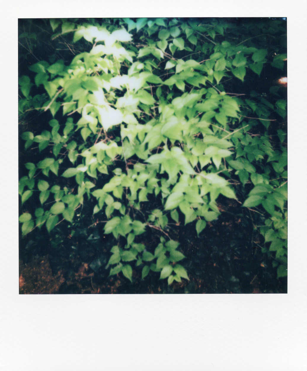 Série "Persistance", Musée départemental Albert-Kahn, 2026 (Polaroid)
