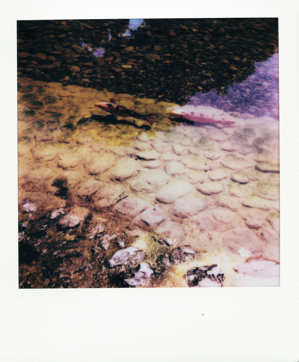 Série "Persistance", Musée départemental Albert-Kahn, 2026 (Polaroid)