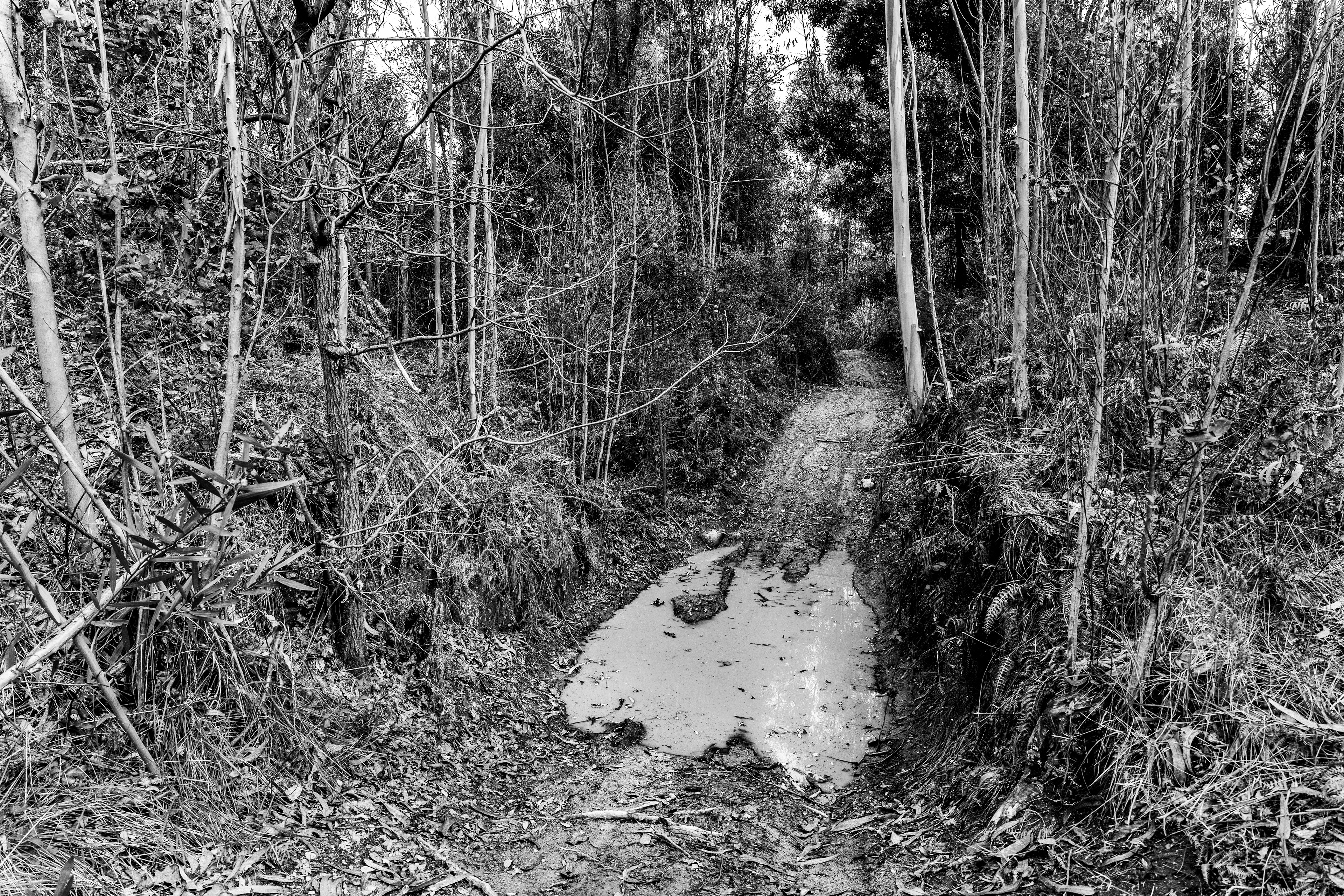 Serra de Negrelos, Vila Nova de Gaia, Nord, Portugal, 2025