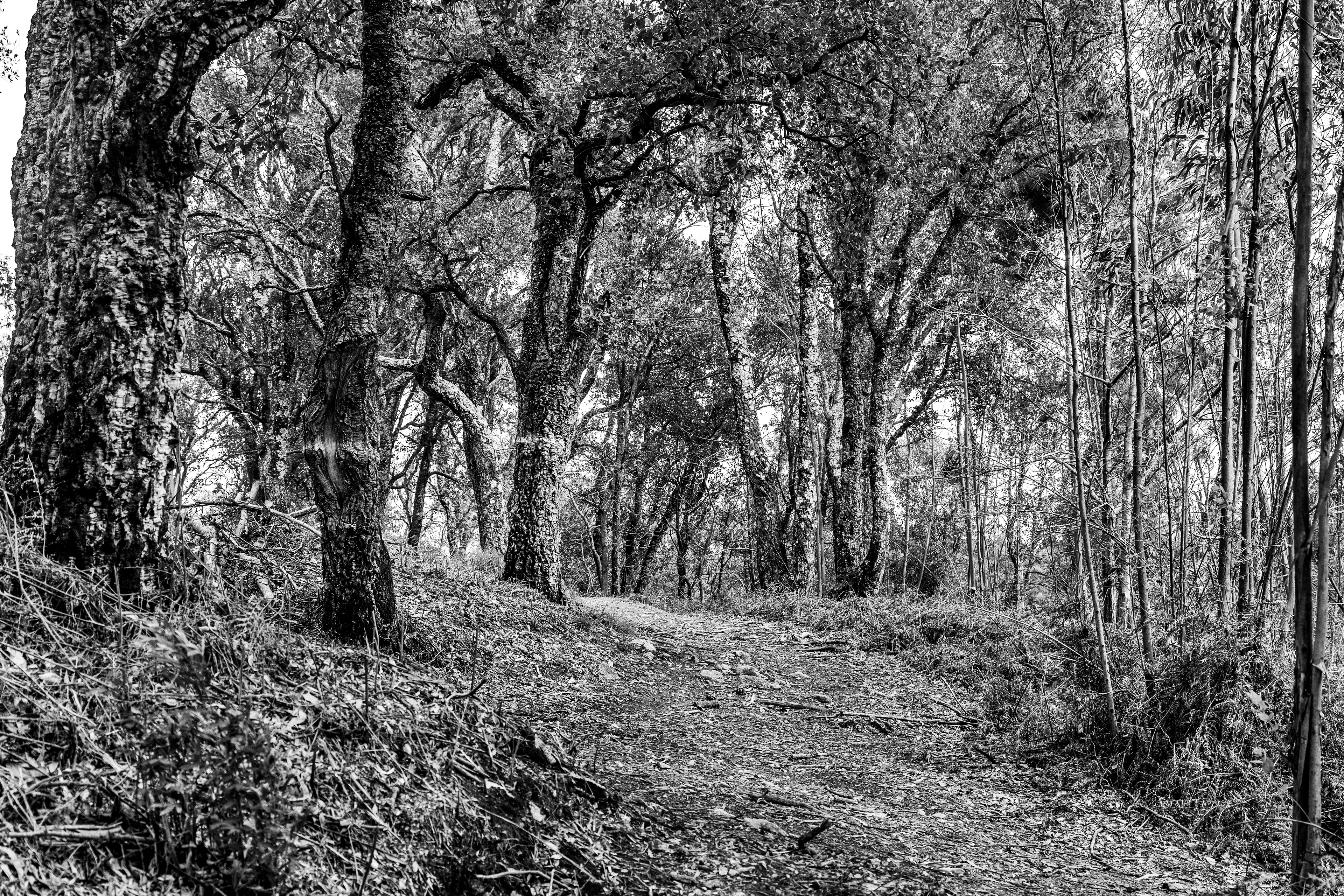 Serra de Negrelos, Vila Nova de Gaia, Nord, Portugal, 2025