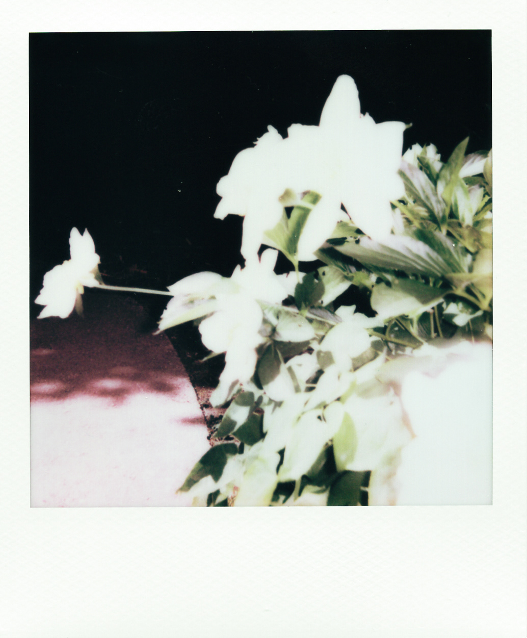 Série "Persistance", Musée départemental Albert-Kahn, 2026 (Polaroid)