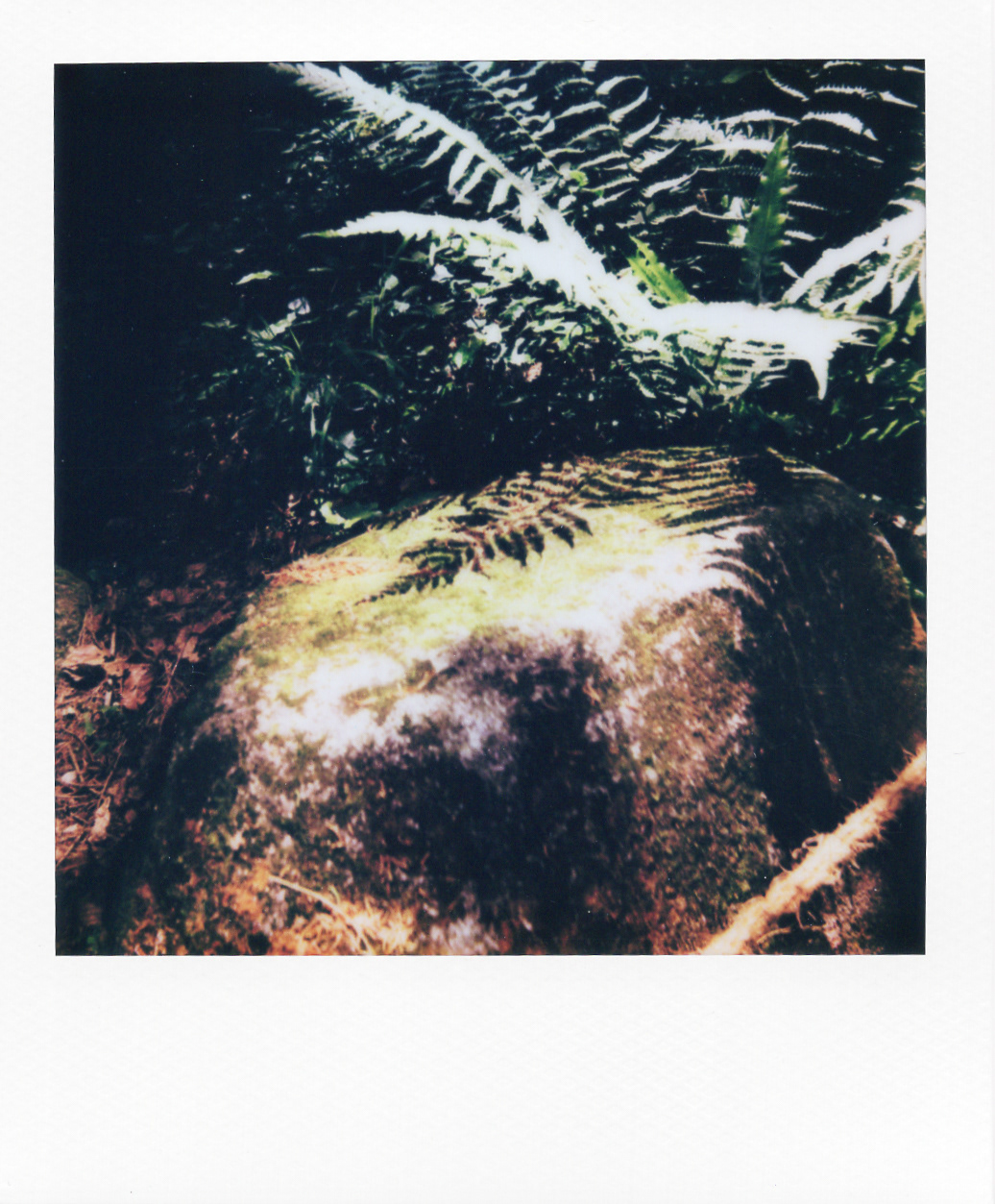 Série "Persistance", Musée départemental Albert-Kahn, 2026 (Polaroid)