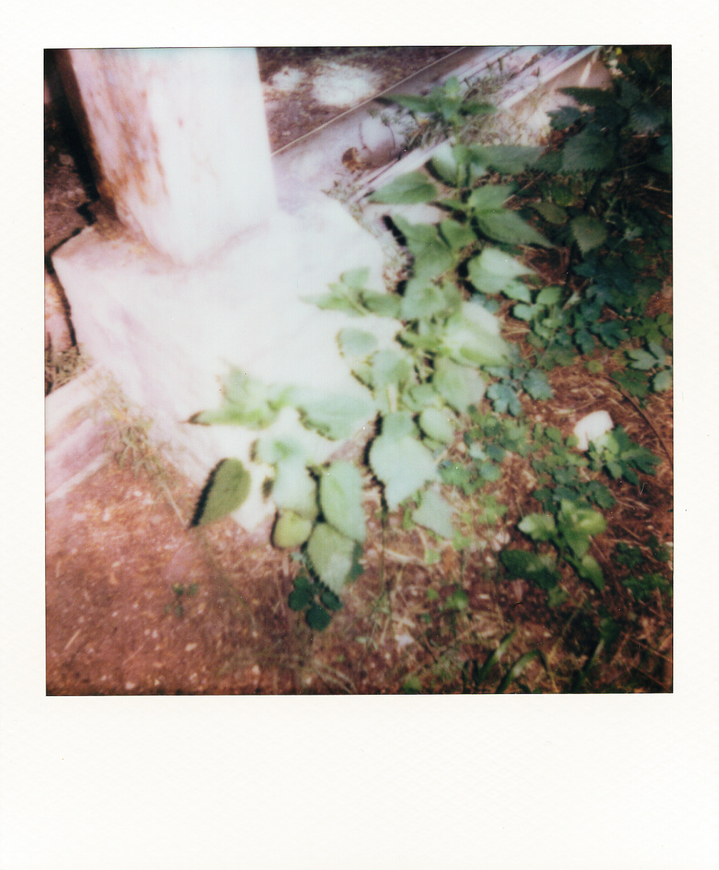 Série "Persistance", Parc Edmond-de-Rothschild, 2026 (Polaroid)