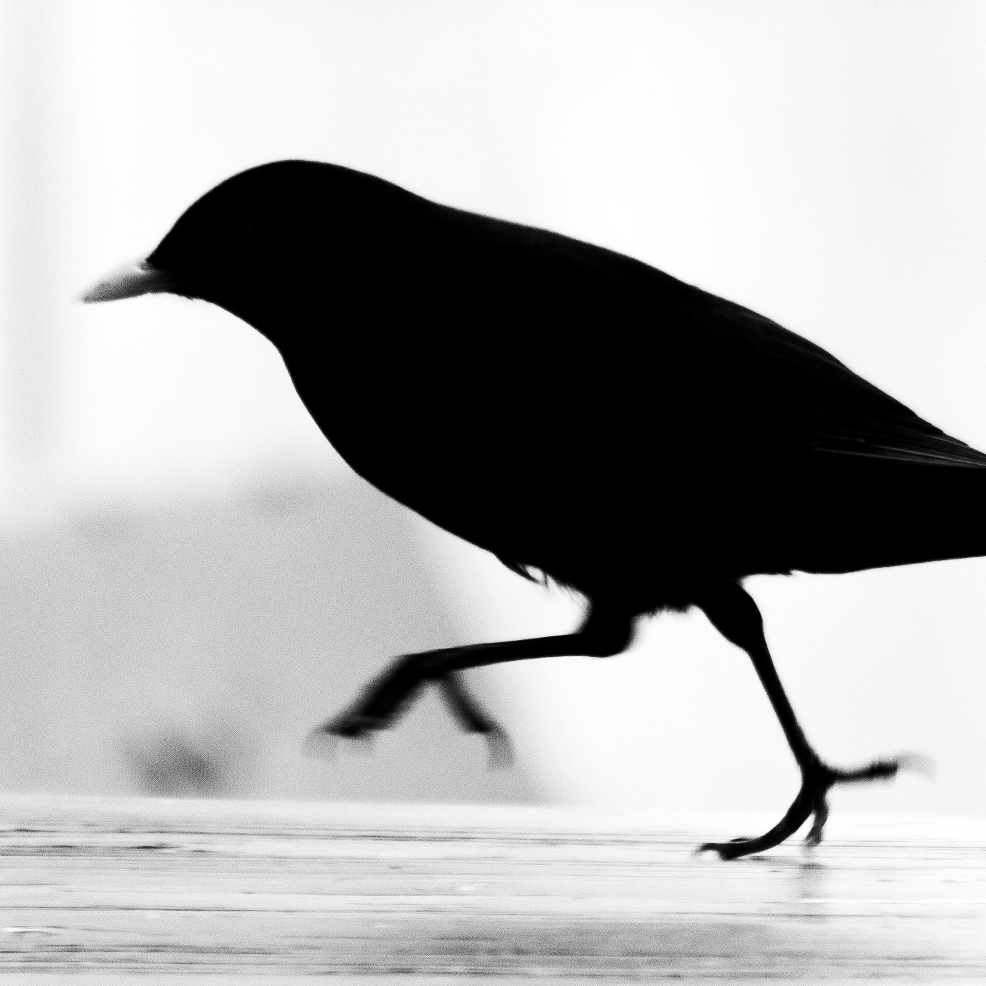 Merle noir / Turdus merula, Série "Animals", 2022 (Numérique)