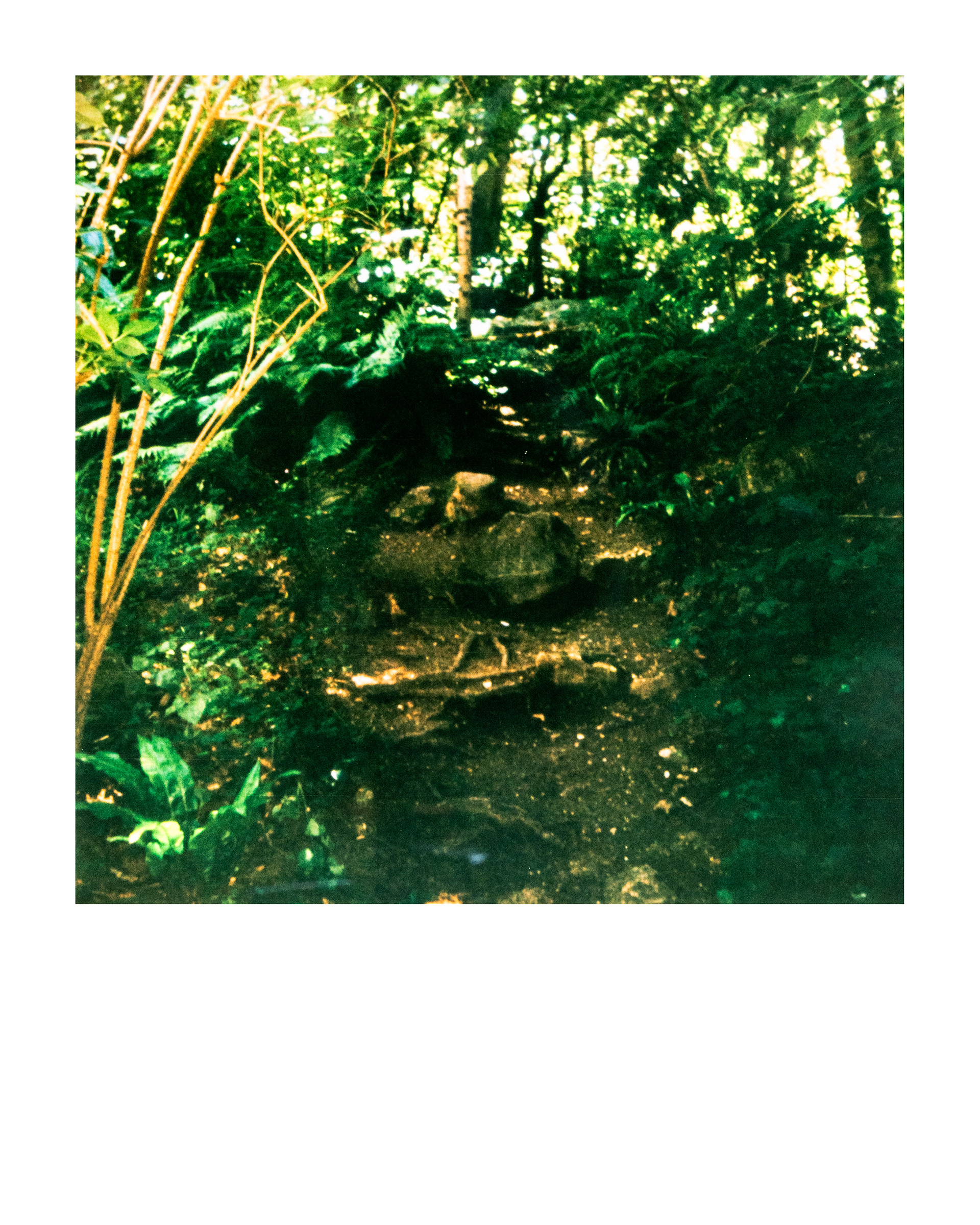 Série "Parcs", Musée départemental Albert-Kahn, 2026 (Polaroid)