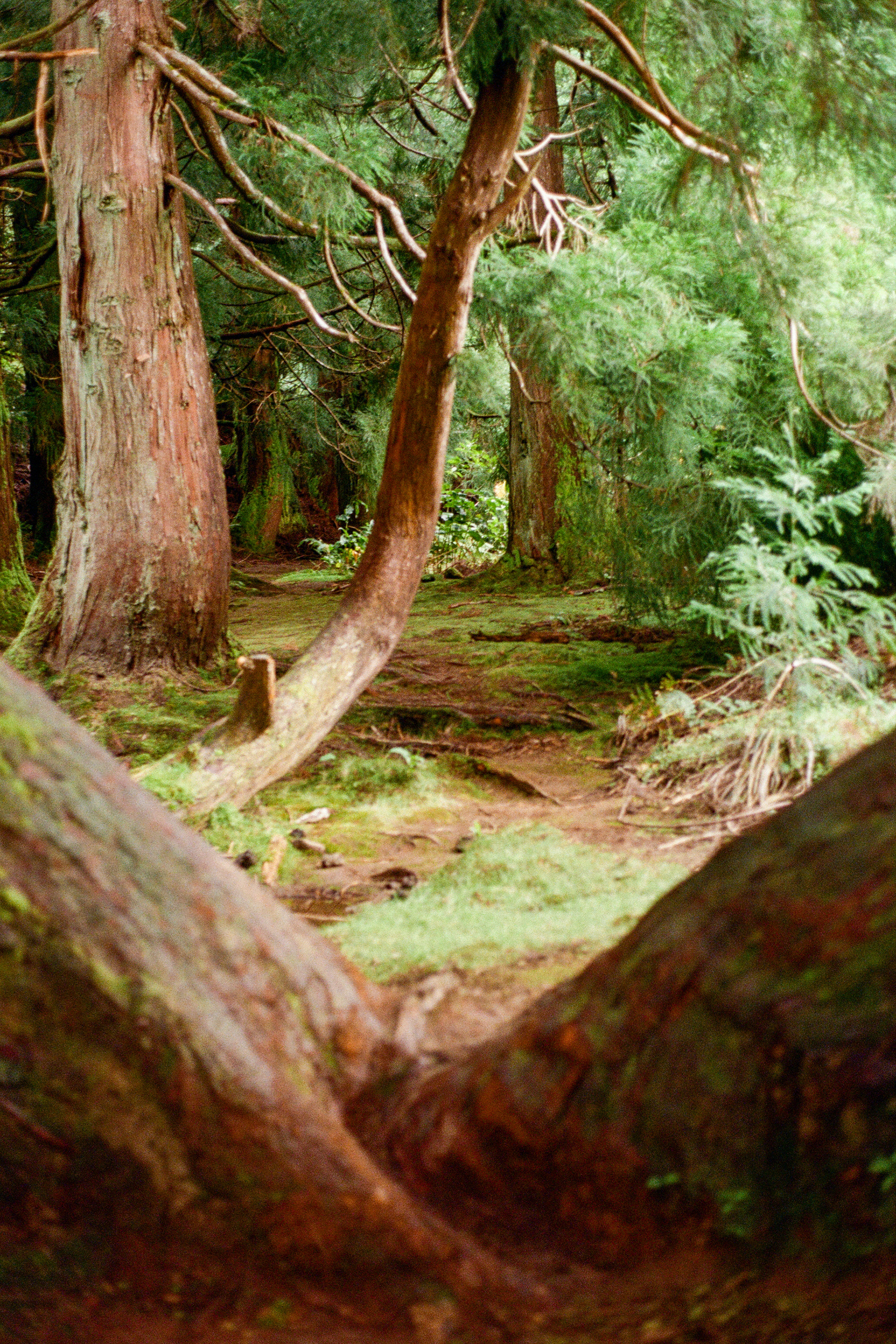 Terceira, Azores, Portugal, 2025