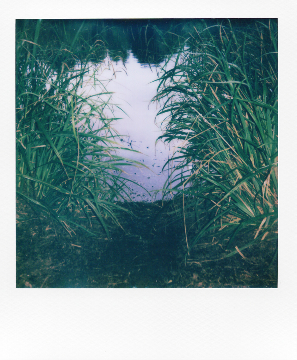 Série "Persistance", Parc Edmond-de-Rothschild, 2026 (Polaroid)