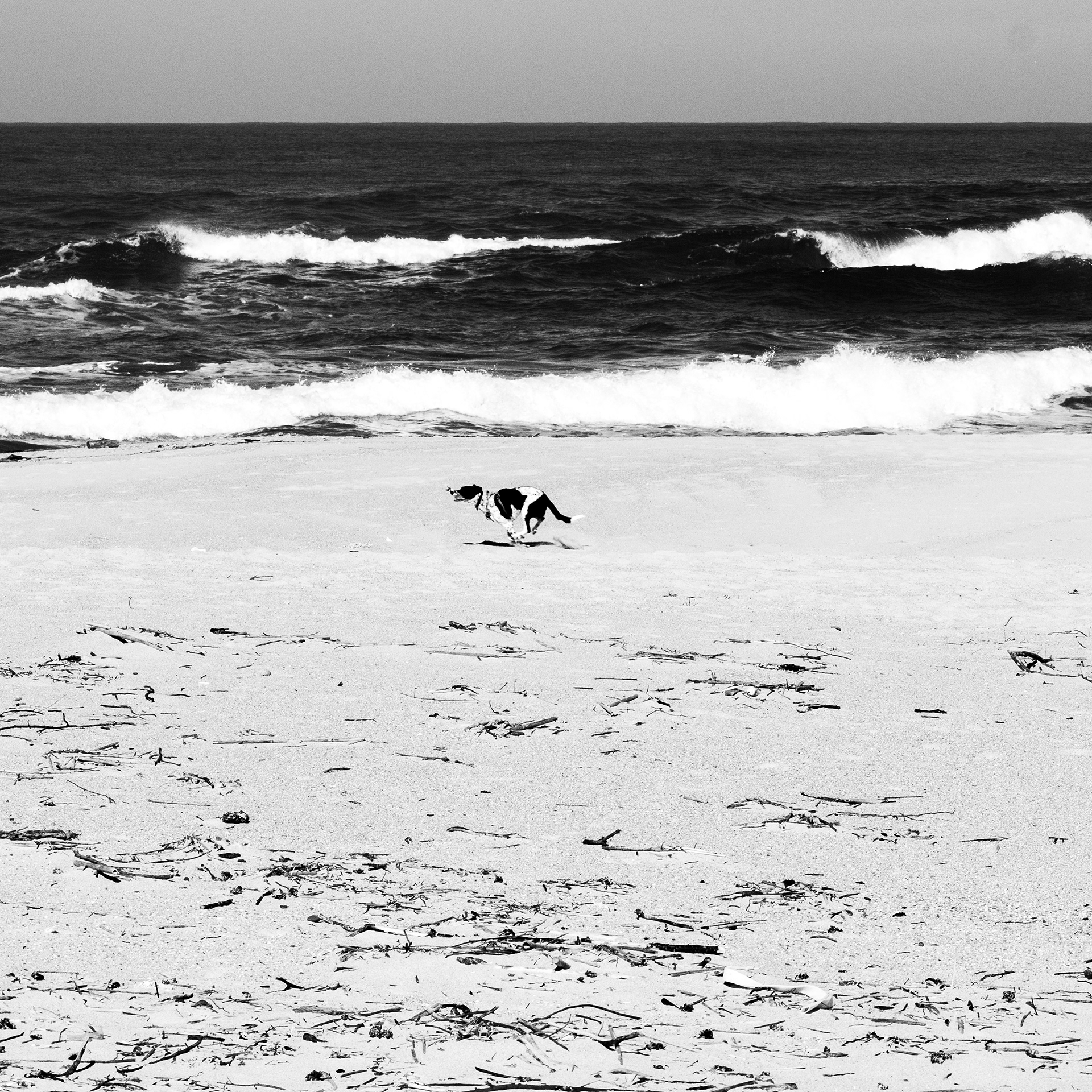 Chien / Canis familiaris, Série "Animals", 2024 (Numérique)