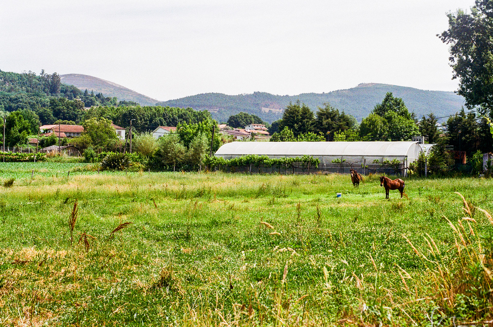 Cheval (Equus caballus), 4540, Arouca, Centre, Portugal, 2025 (Argentique)
