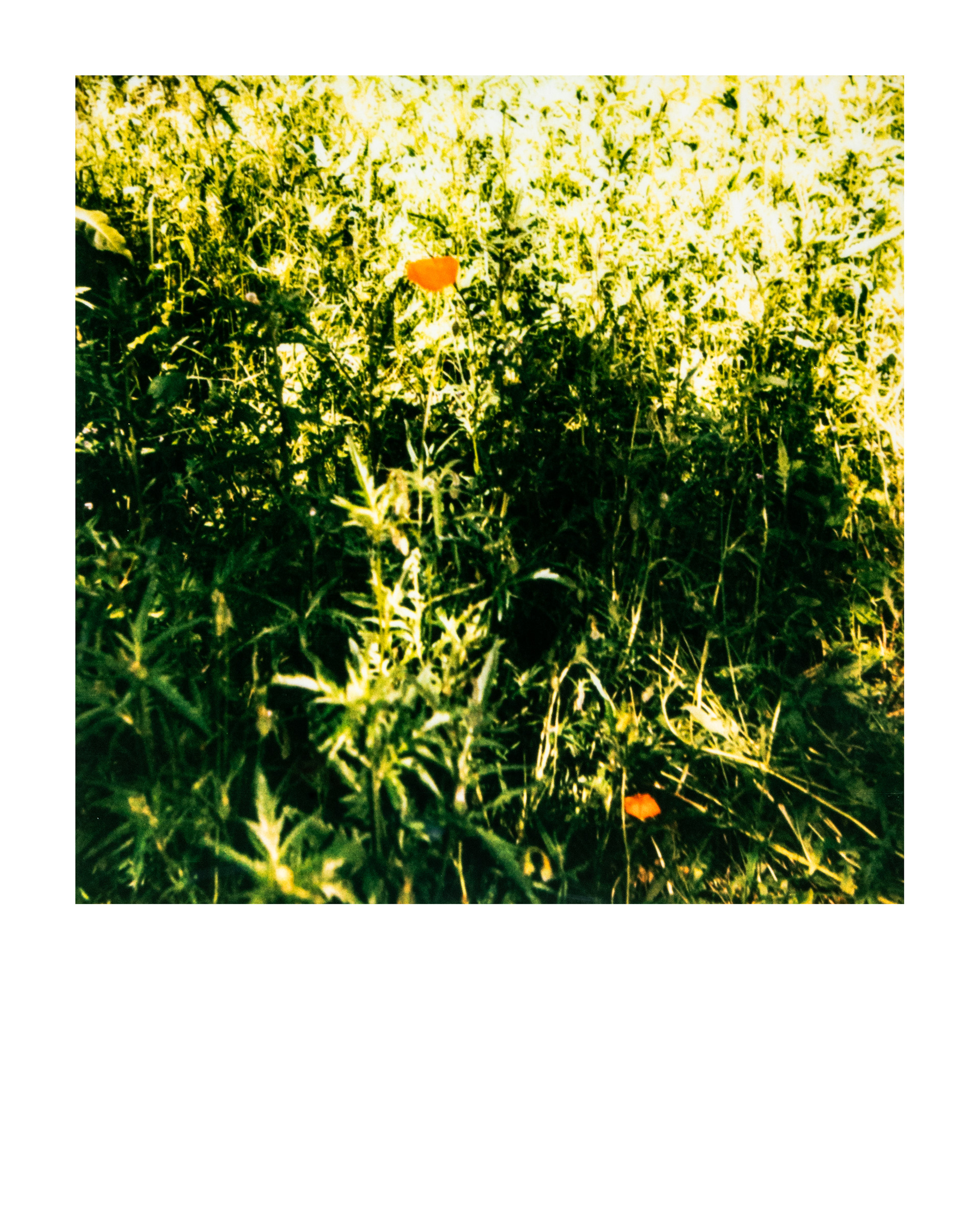 Série "Parcs", Musée départemental Albert-Kahn, 2026 (Polaroid)