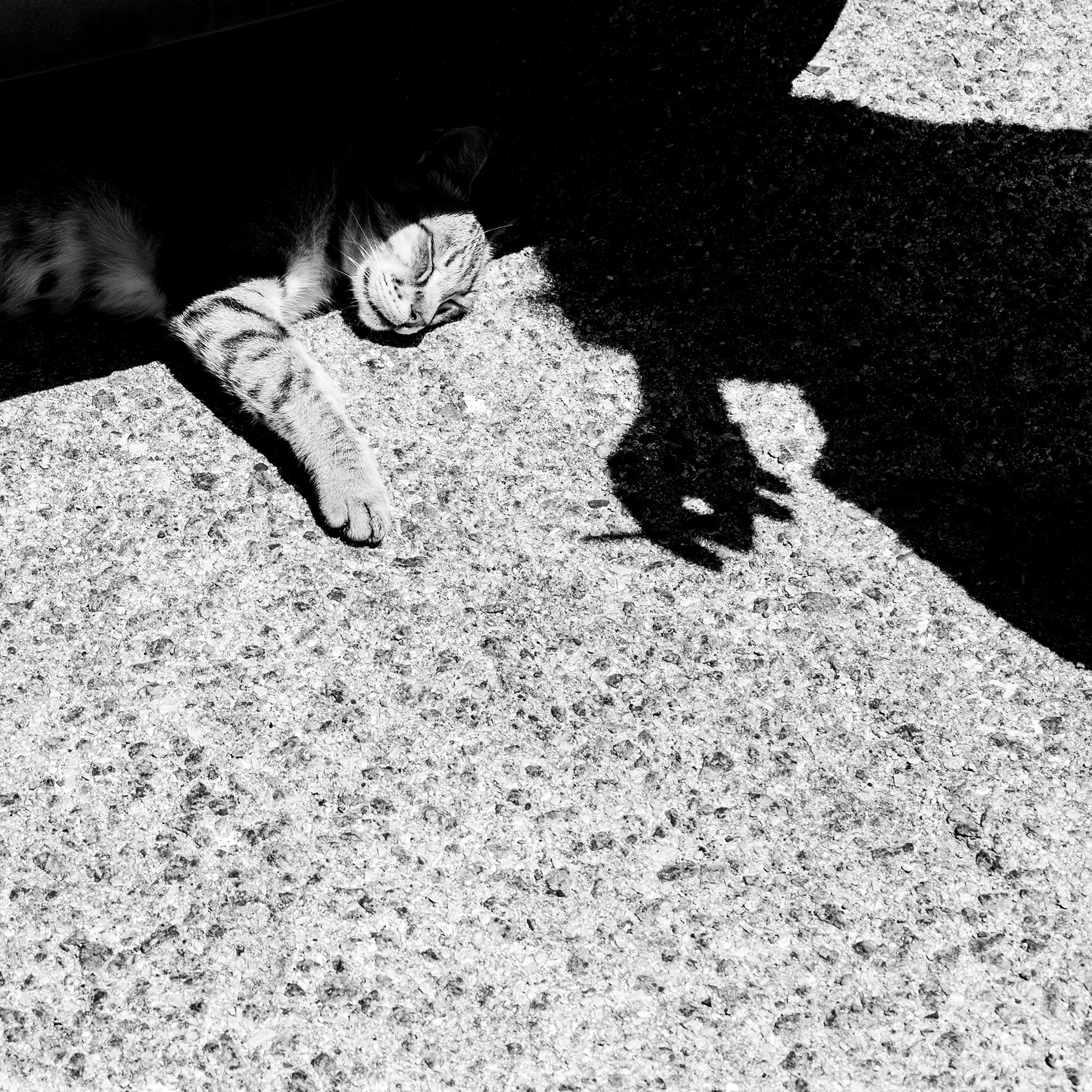 Chat / Felis catus, Série "Animals", 2024 (Numérique)