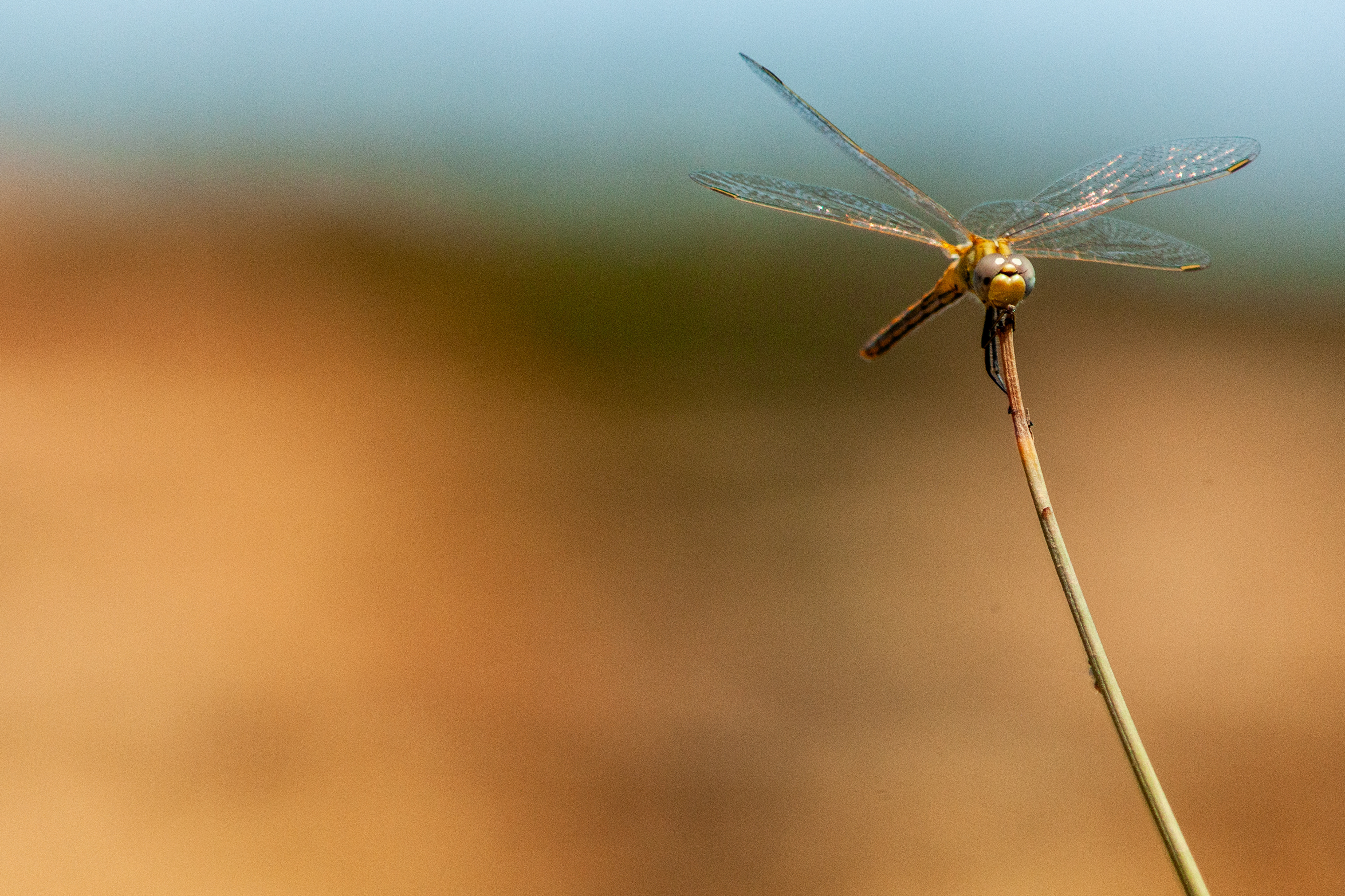 Benagil, Algarve, Portugal, 2024