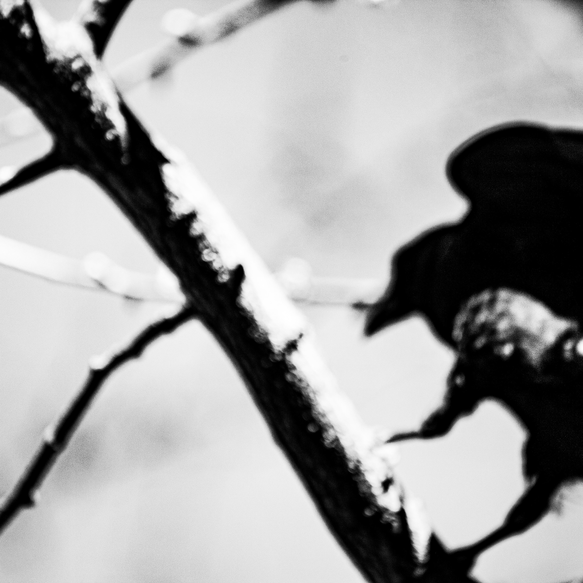 Corbeau / Corvidae, Série "Animals", 2025 (Numérique)
