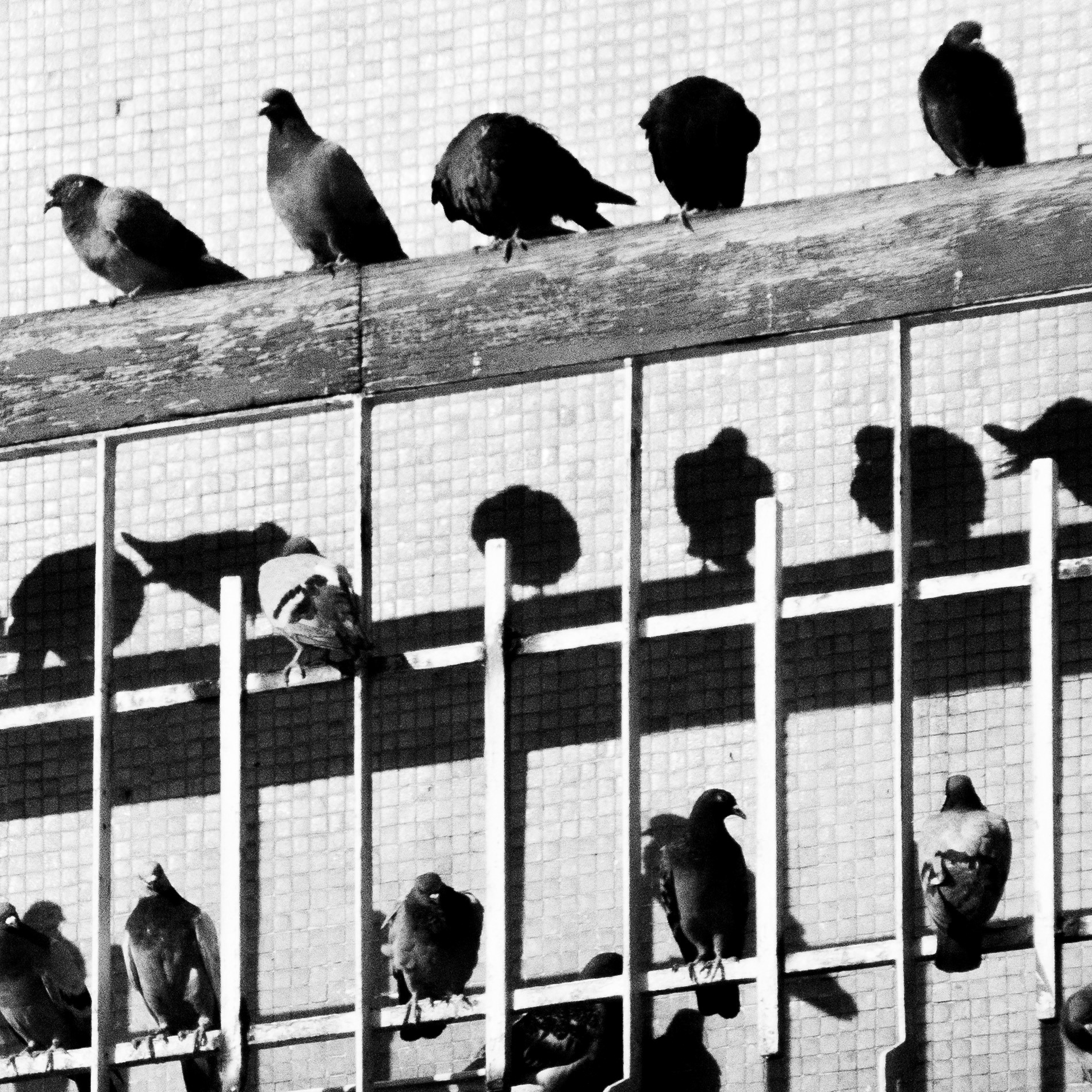 Pigeon / Columba, Série "Animals", 2024 (Numérique)