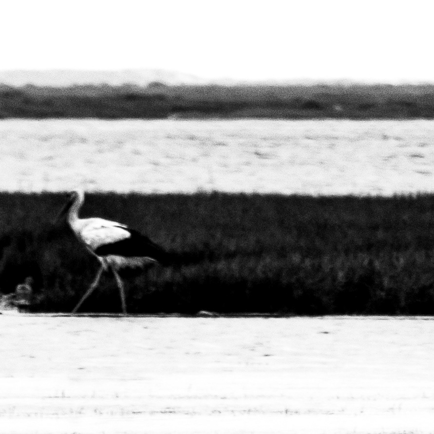 Grue de Sibérie / Goéland / Larus, Série "Animals", 2024, Série "Animals", 2024 (Numérique)