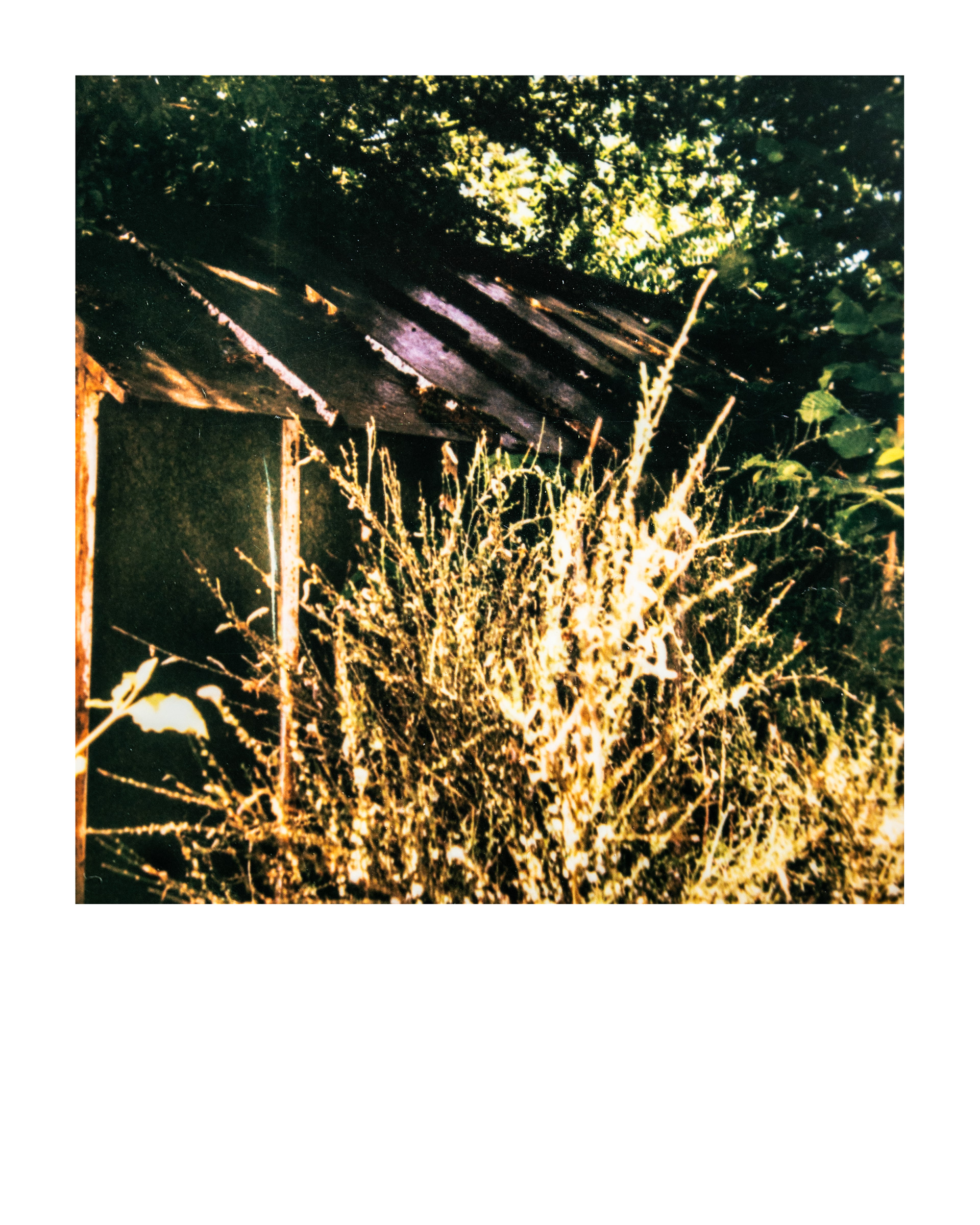 Série "Serres froides", 2026 (Polaroid)