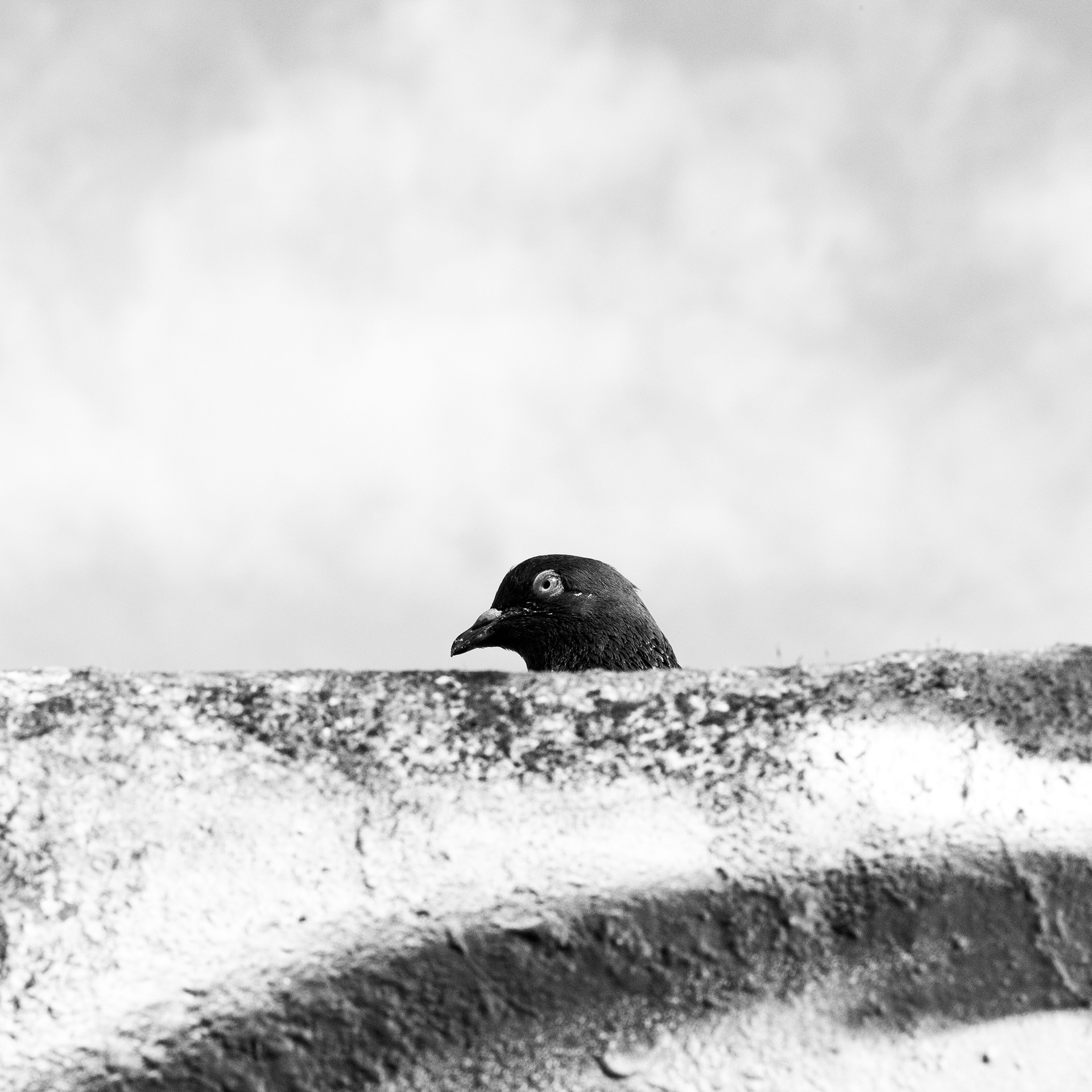 Pigeon / Columba, Série "Animals", 2024 (Numérique)
