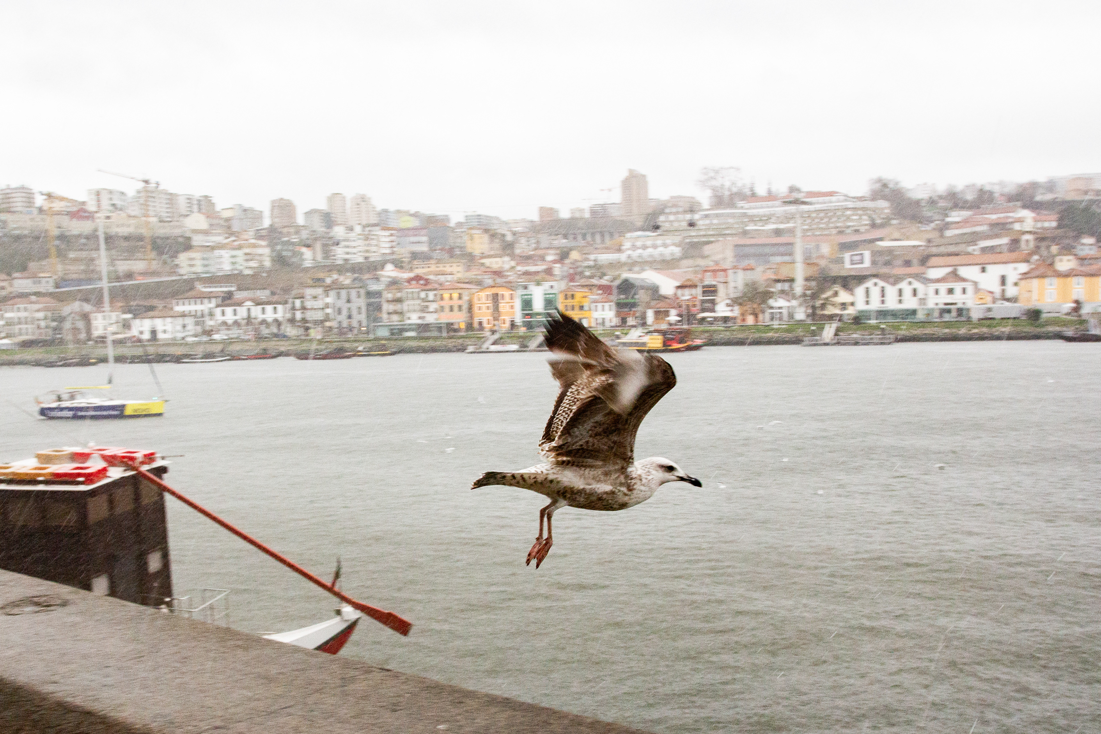 Goéland (Larus), 4000, Porto, Nord, Portugal, 2024 (Numérique)