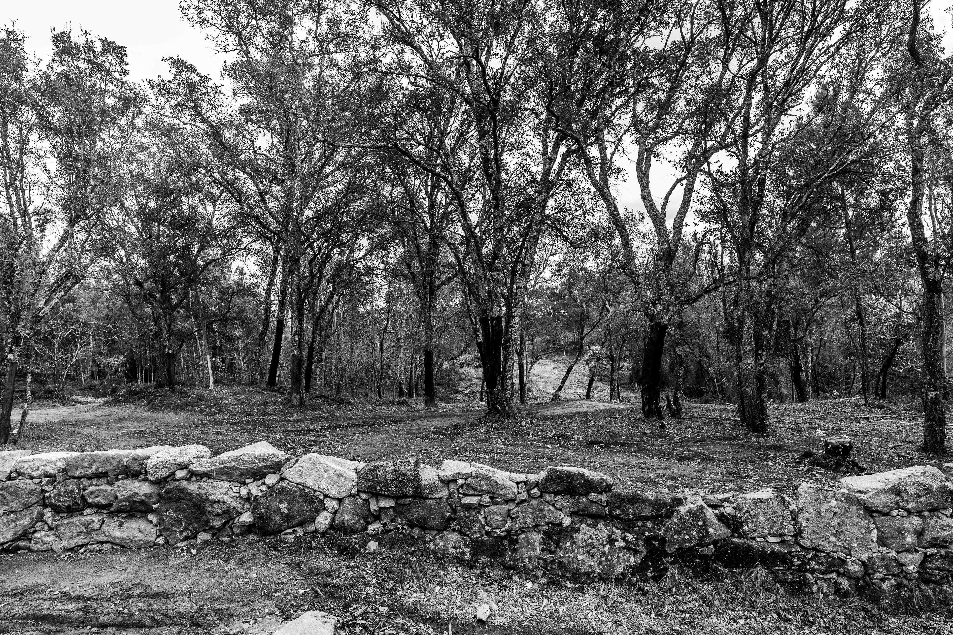 Serra de Negrelos, Vila Nova de Gaia, Nord, Portugal, 2025