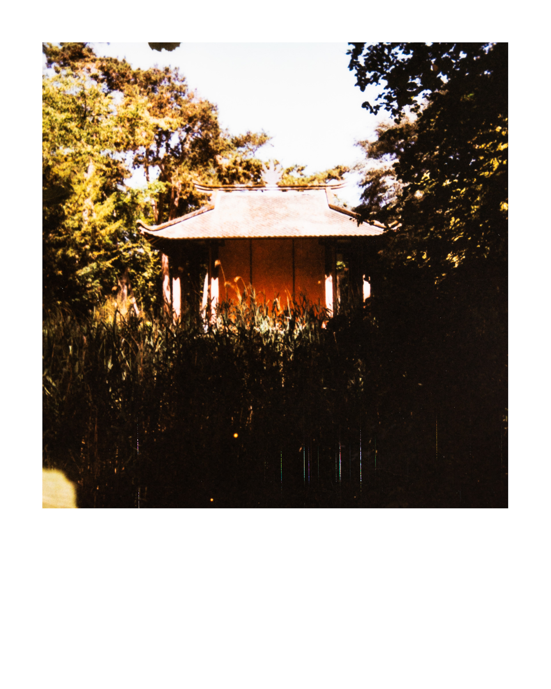 Série "Parcs", Jardin d'agronomie tropicale René Dumont, 2026 (Polaroid)