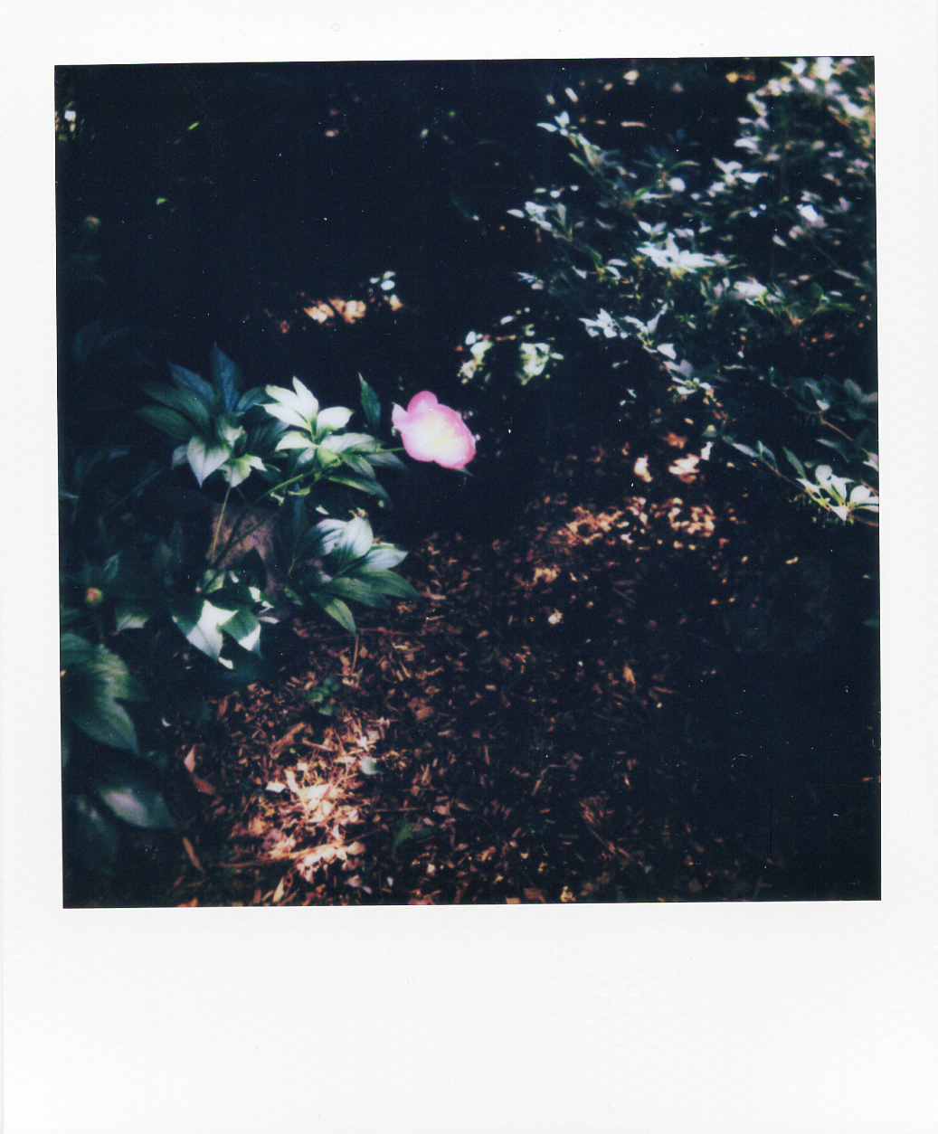 Série "Persistance", Musée départemental Albert-Kahn, 2026 (Polaroid)
