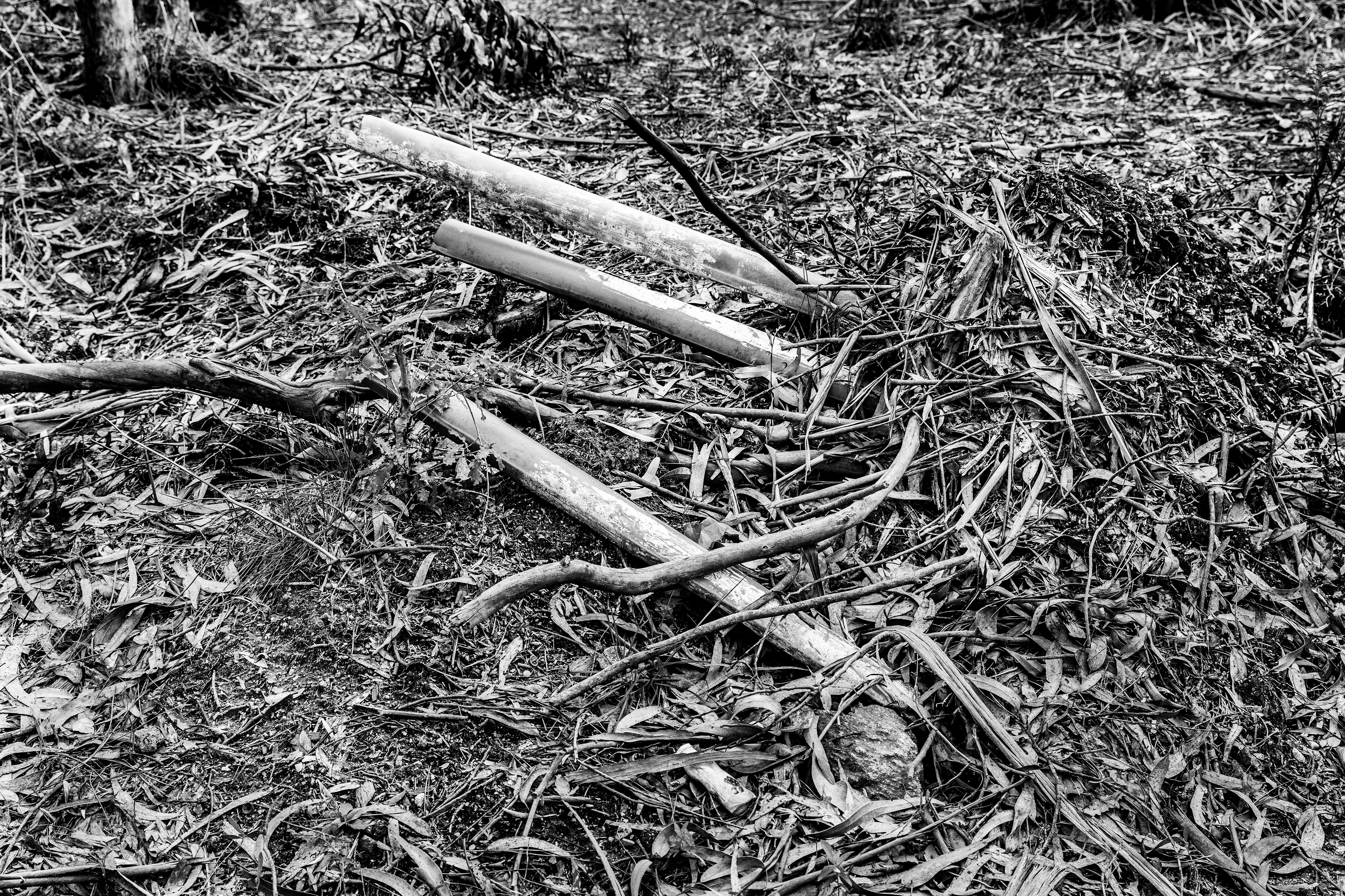 Serra de Negrelos, Vila Nova de Gaia, Nord, Portugal, 2025