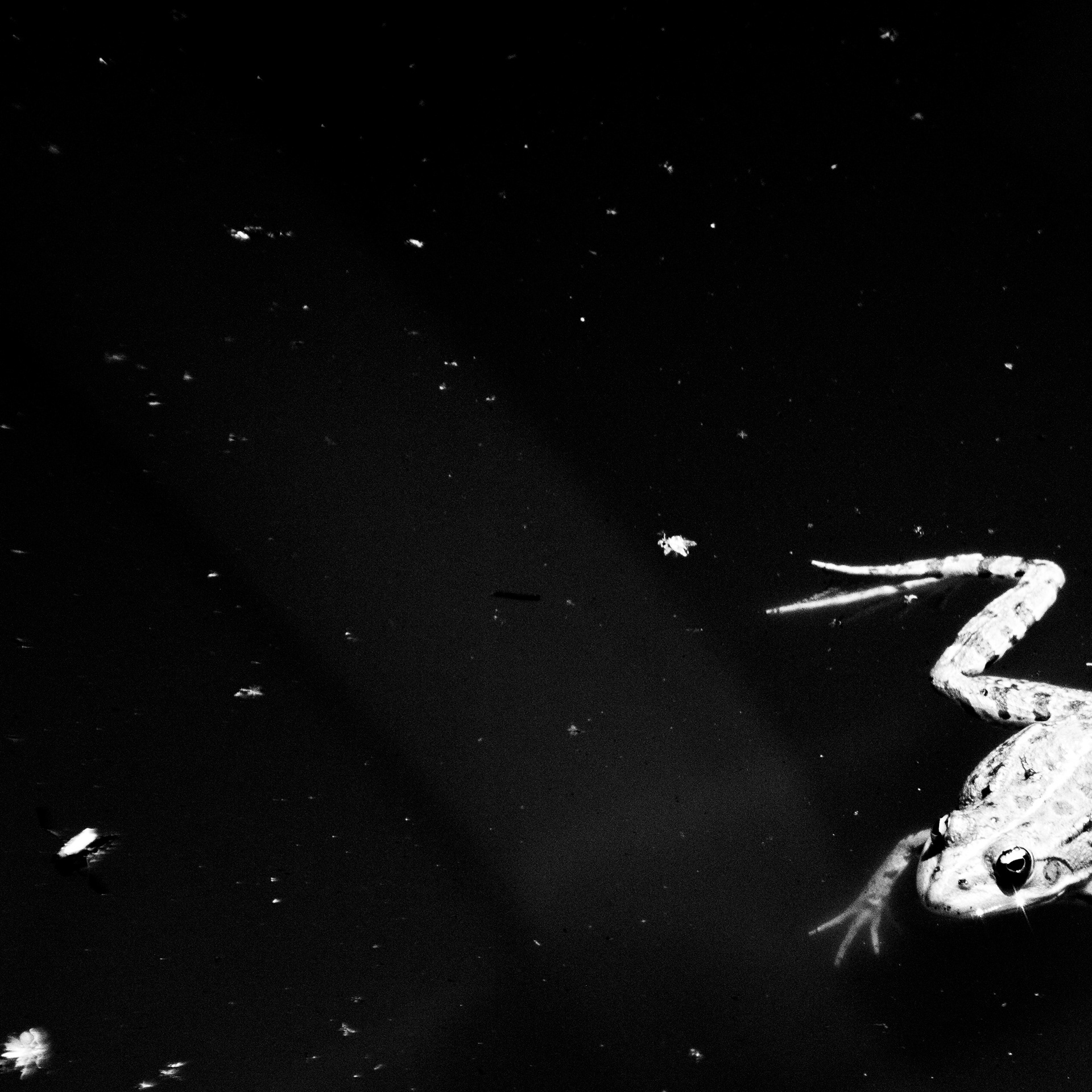 Grenouille / Rana, Série "Animals", 2024 (Numérique)