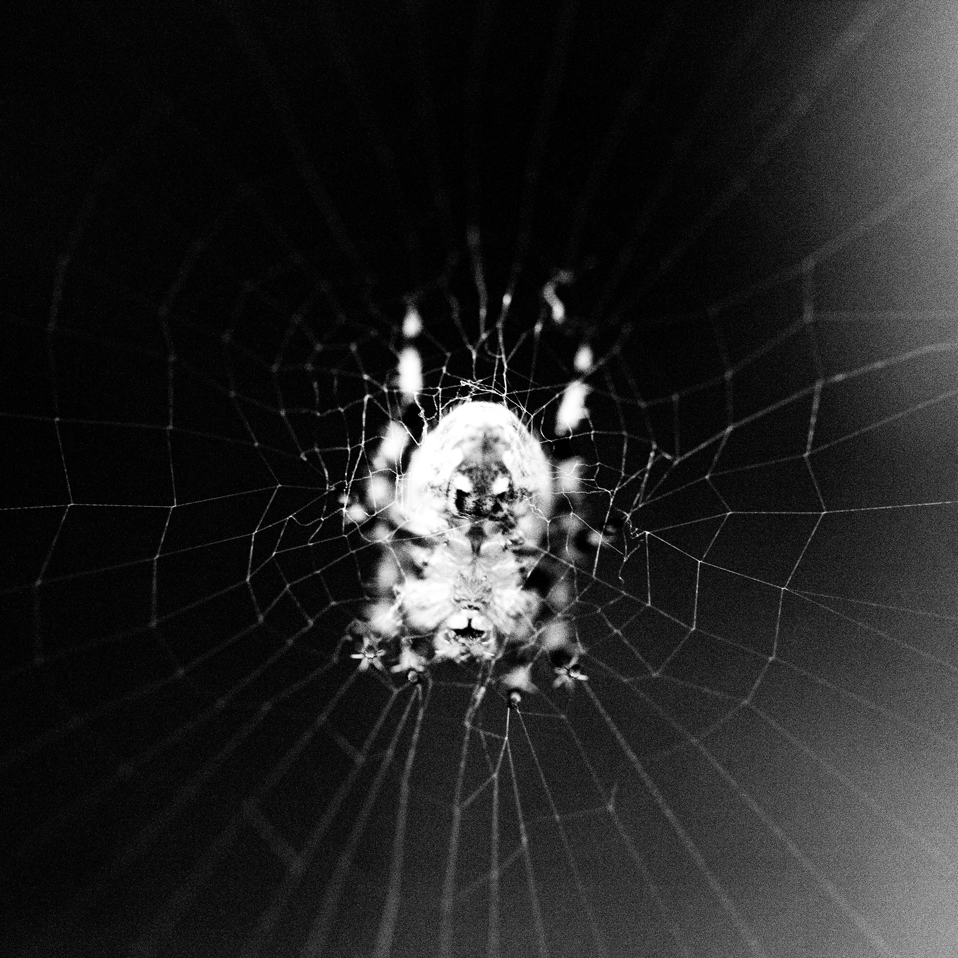 Epeire diadême / Araneus diadematus, Série "Animals", 2024 (Numérique)