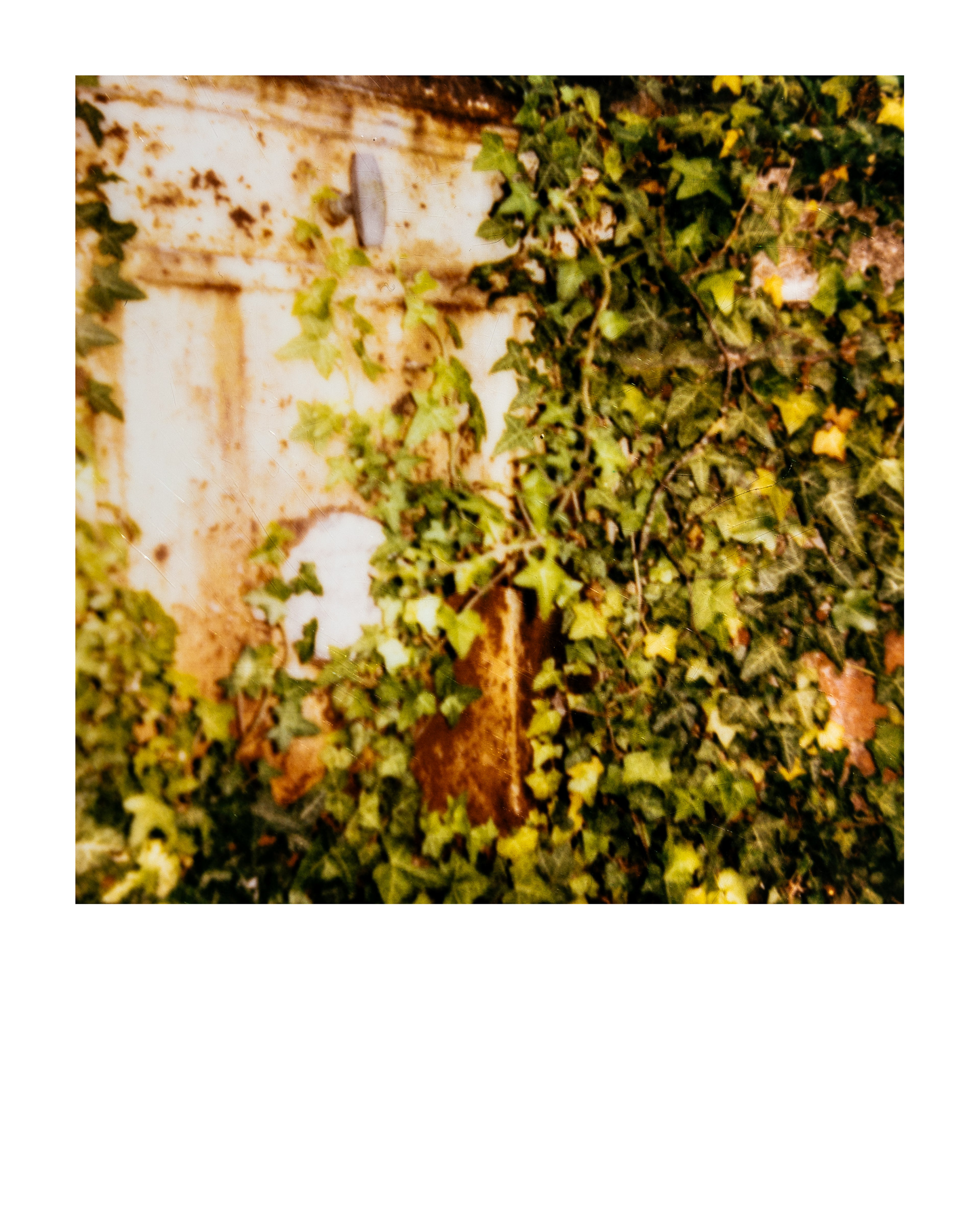 Série "Serres froides", 2026 (Polaroid)