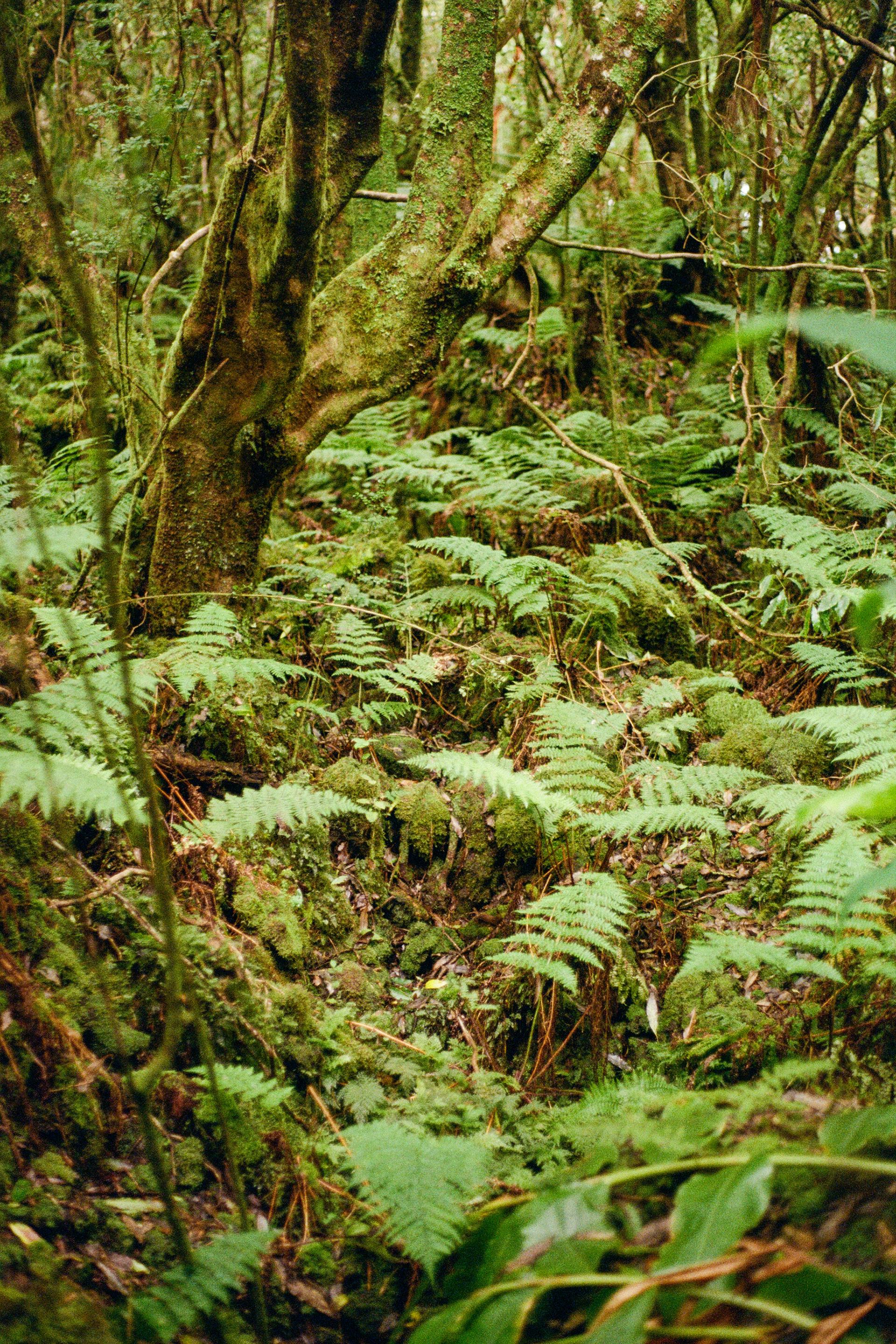 Trilho do Chambre, 9700, Terceira, Azores, Portugal, 2025 (Argentique)