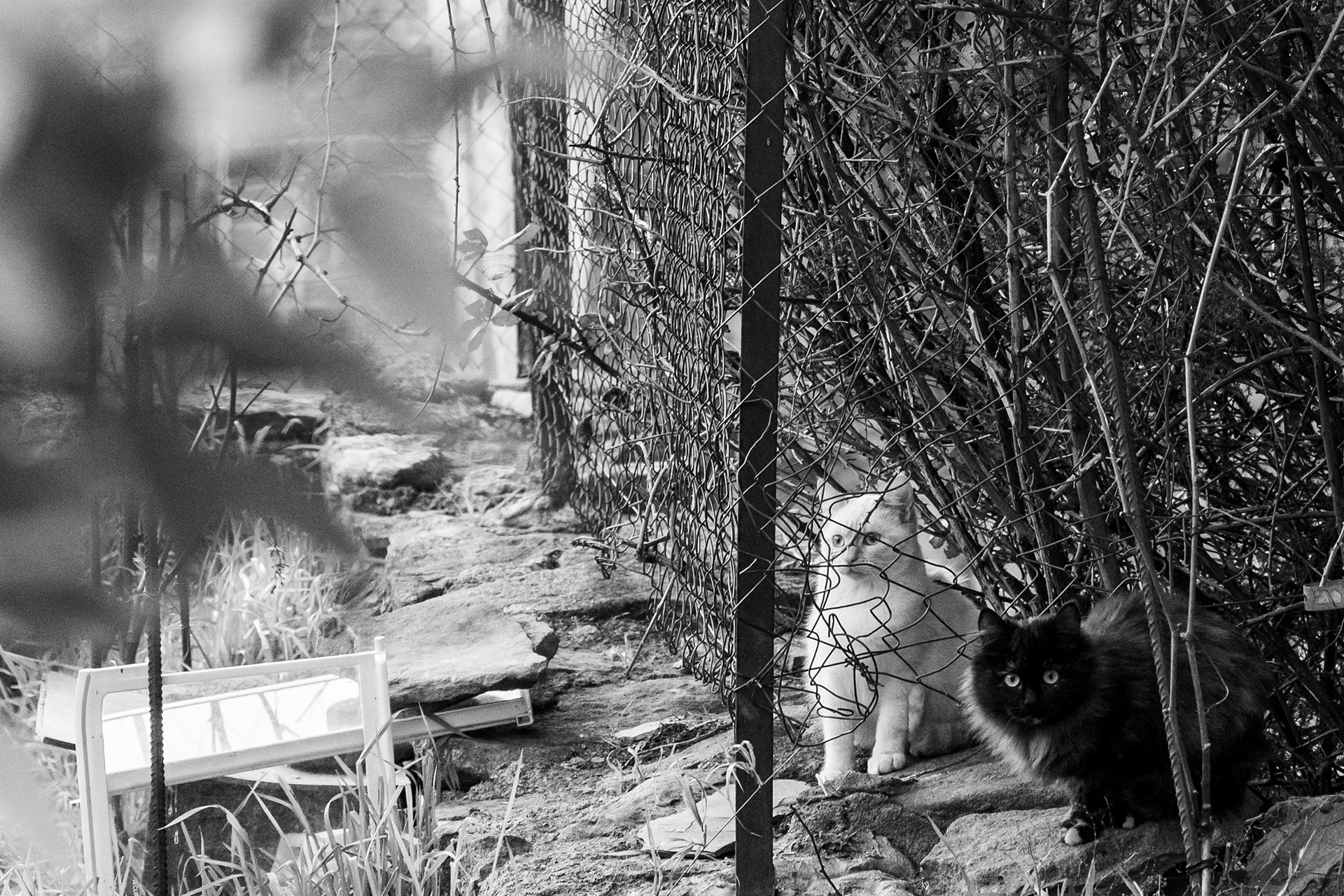 Chat (Felis Catus), 34210, Minerve, Hérault, Occitanie, France, 2024 (Numérique)