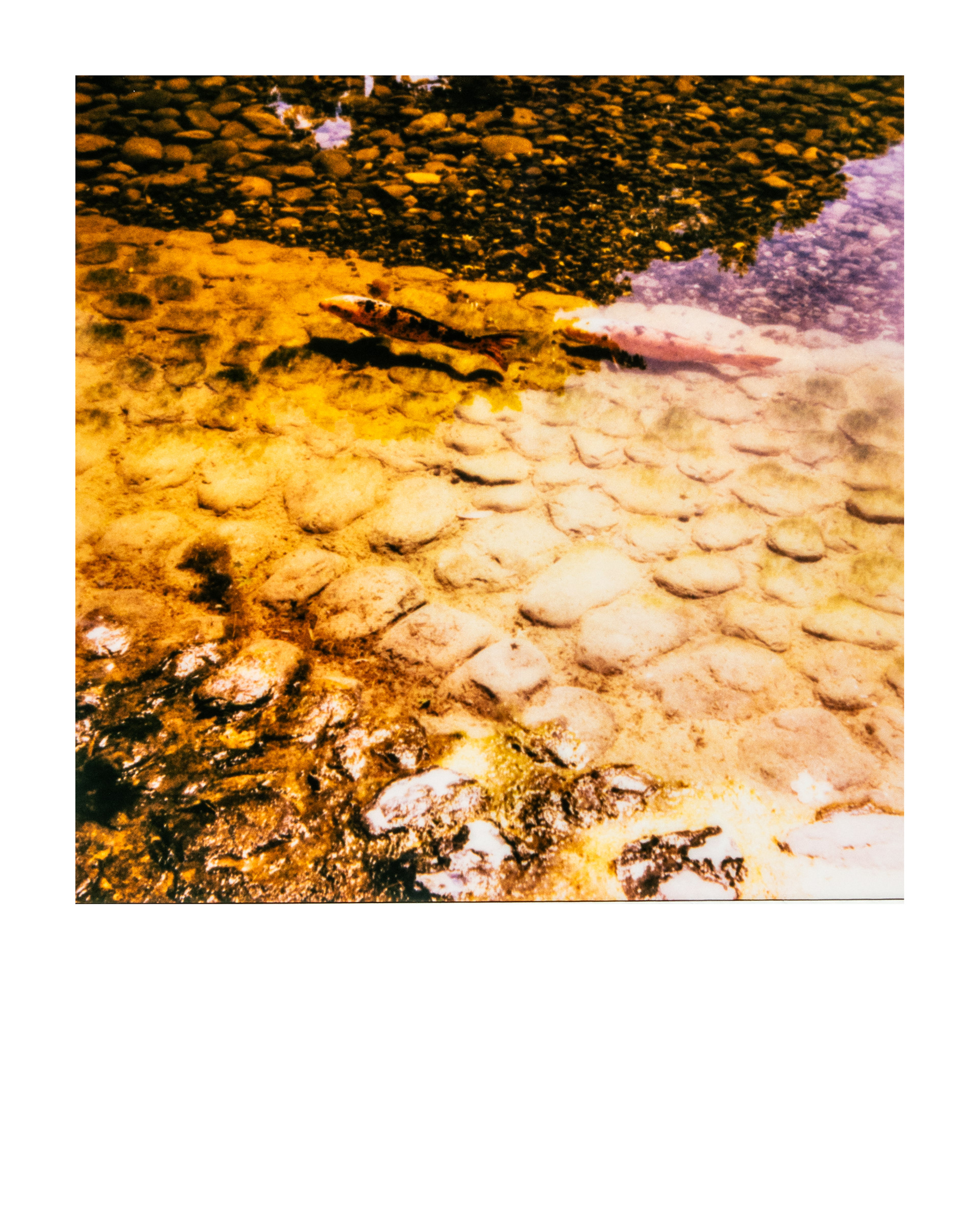 Série "Parcs", Musée départemental Albert-Kahn, 2026 (Polaroid)