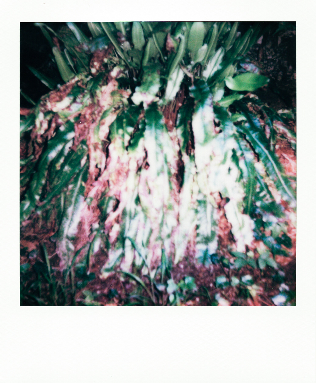Série "Persistance", Musée départemental Albert-Kahn, 2026 (Polaroid)