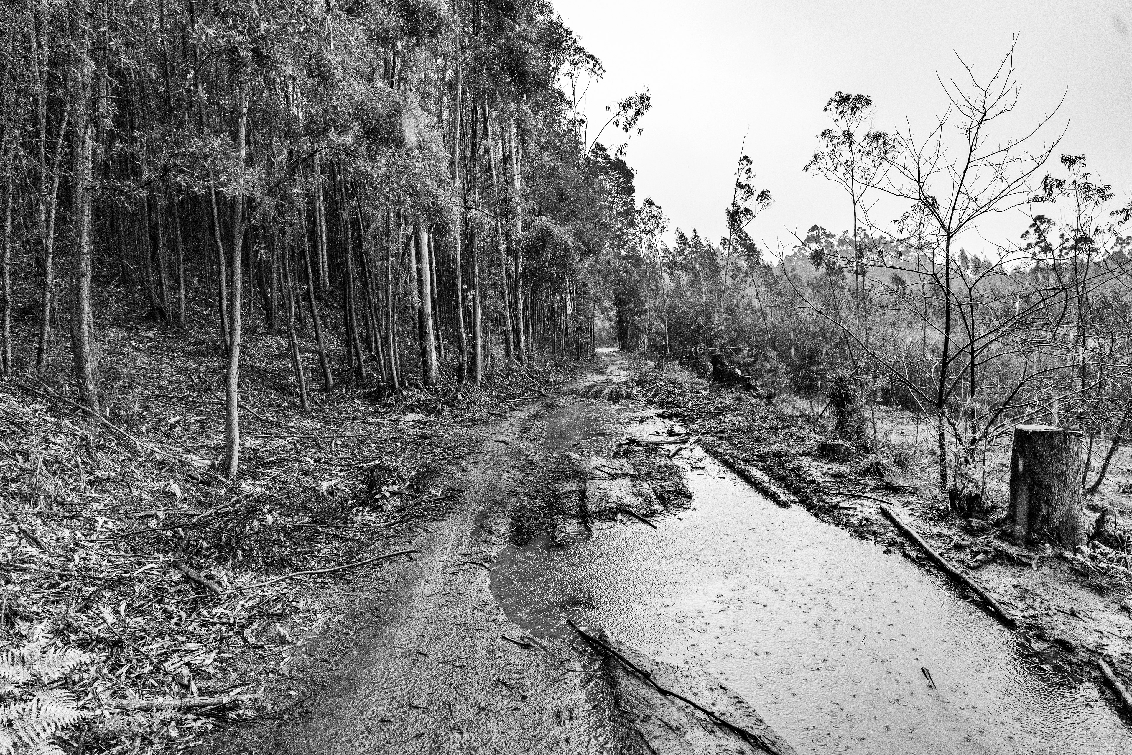 Serra de Negrelos, Vila Nova de Gaia, Nord, Portugal, 2025