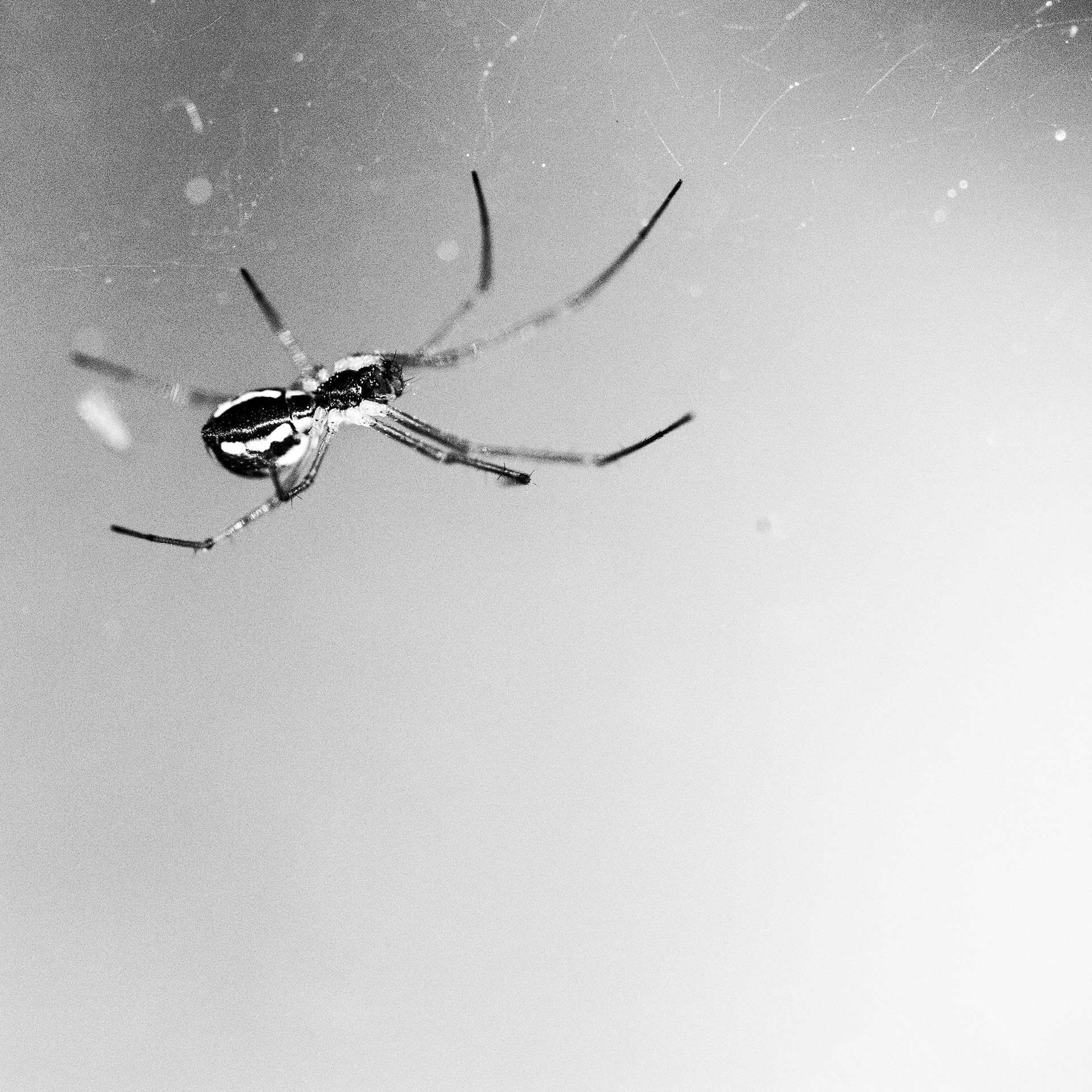 Linyphie triangulaire / Linyphia triangularis, Série "Animals", 2022 (Numérique)