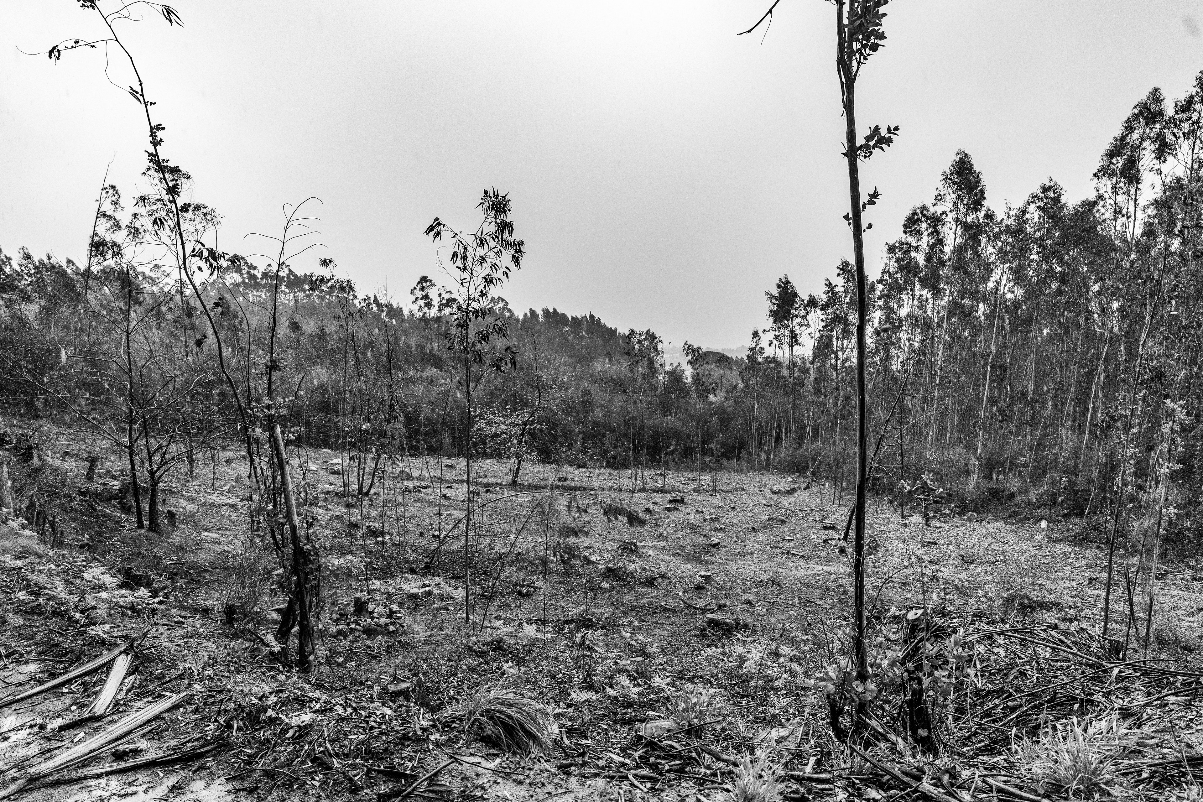Serra de Negrelos, Vila Nova de Gaia, Nord, Portugal, 2025
