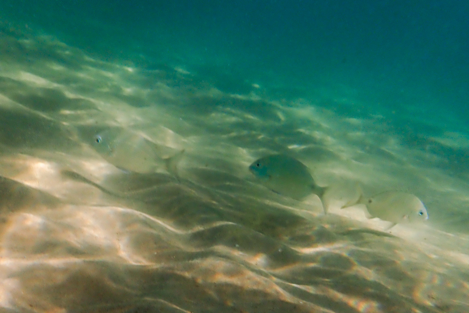 Sar Commun (Diplodus sargus), 8700, Praia de Fuseta, Algarve, Portugal, 2024 (Numérique)
