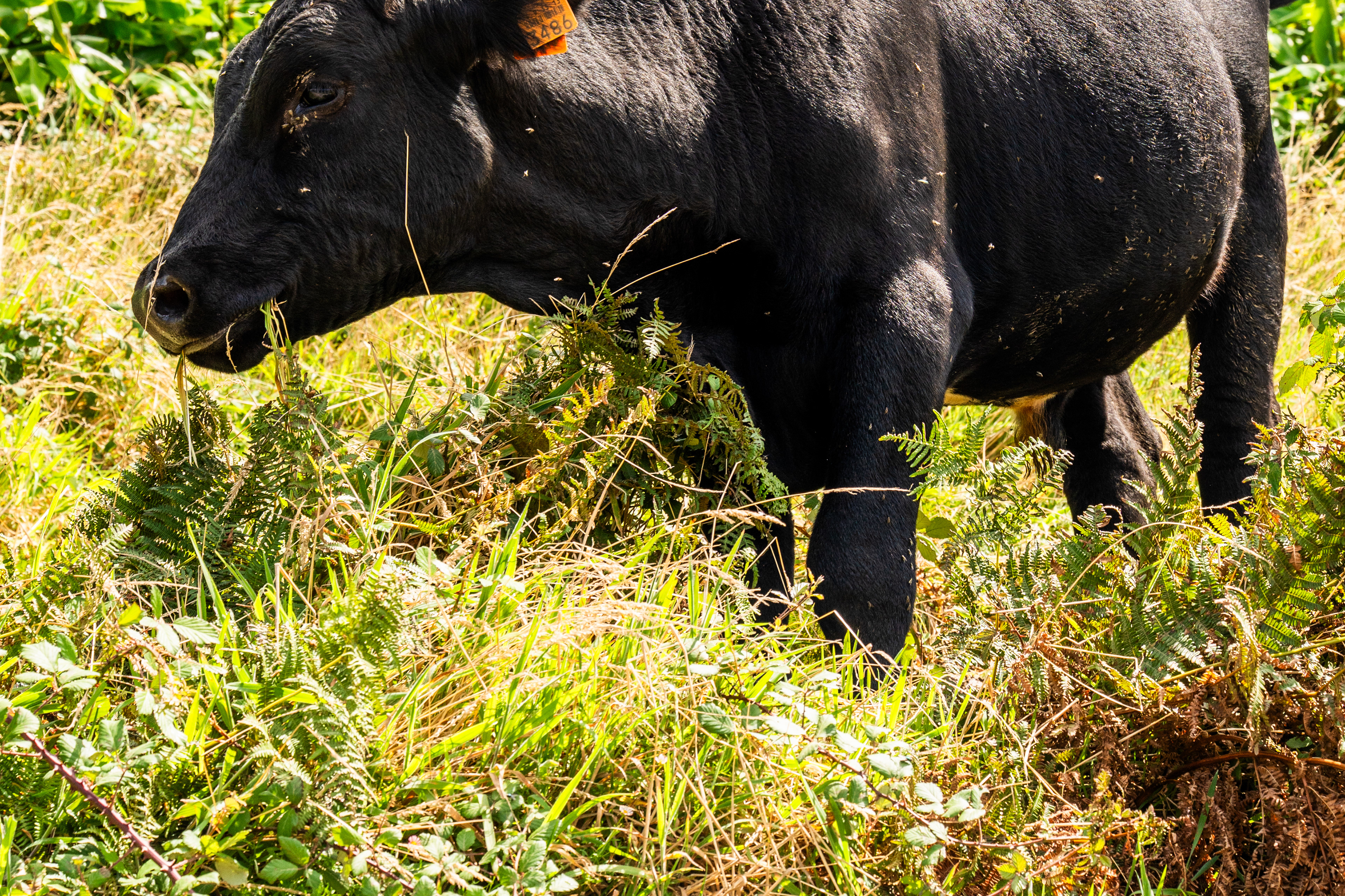 São Miguel, Azores, Portugal, 2025