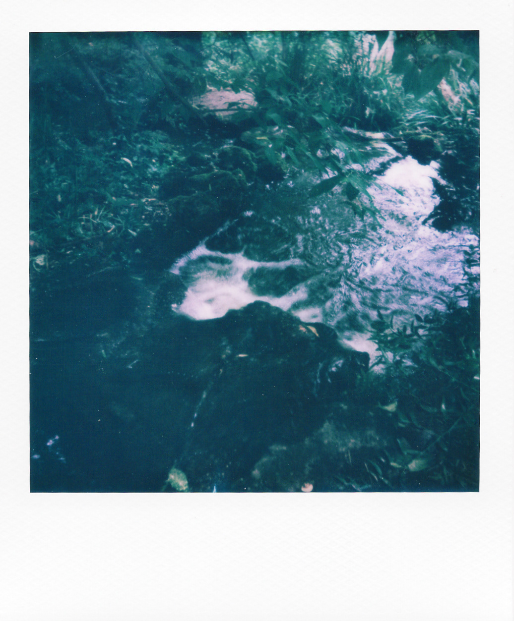 Série "Persistance", Parc Edmond-de-Rothschild, 2026 (Polaroid)