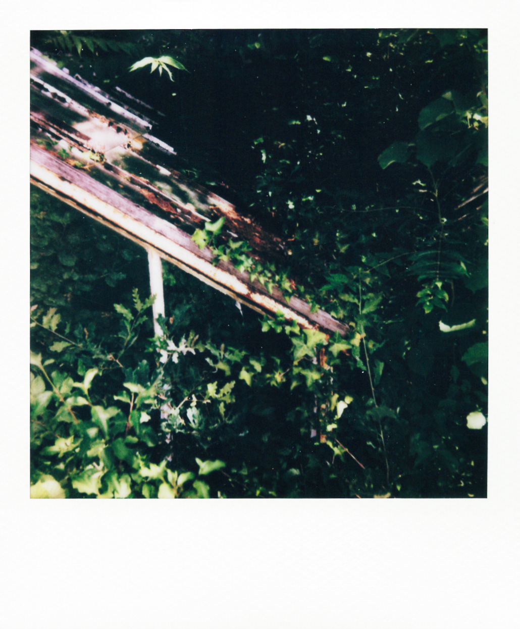 Série "Serres froides", 2026 (Polaroid)