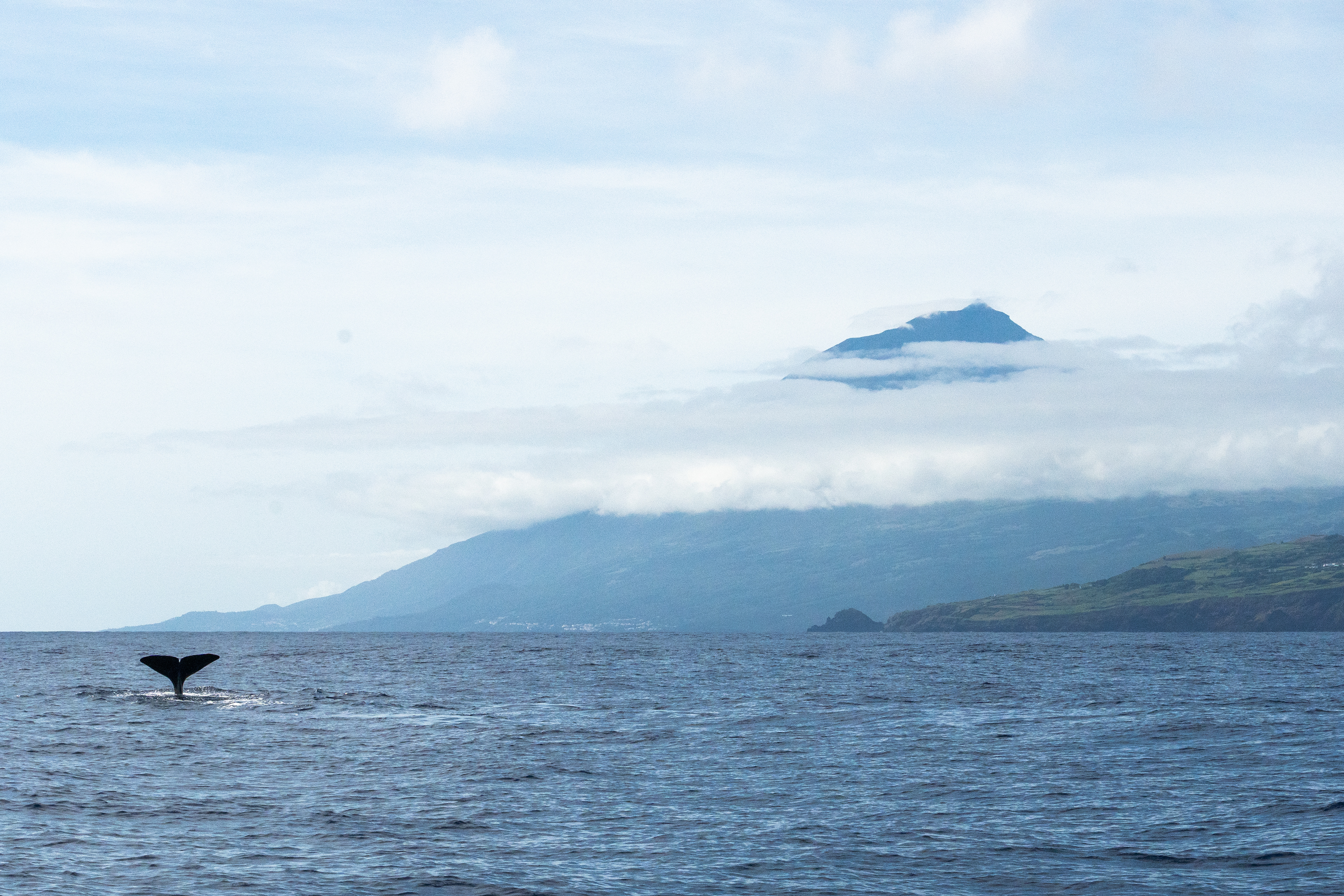 Grand Cachalot (Physeter macrocephalus), Lajes do Pico, 9960, Pico, Azores, Portugal, 2025 (Numérique)