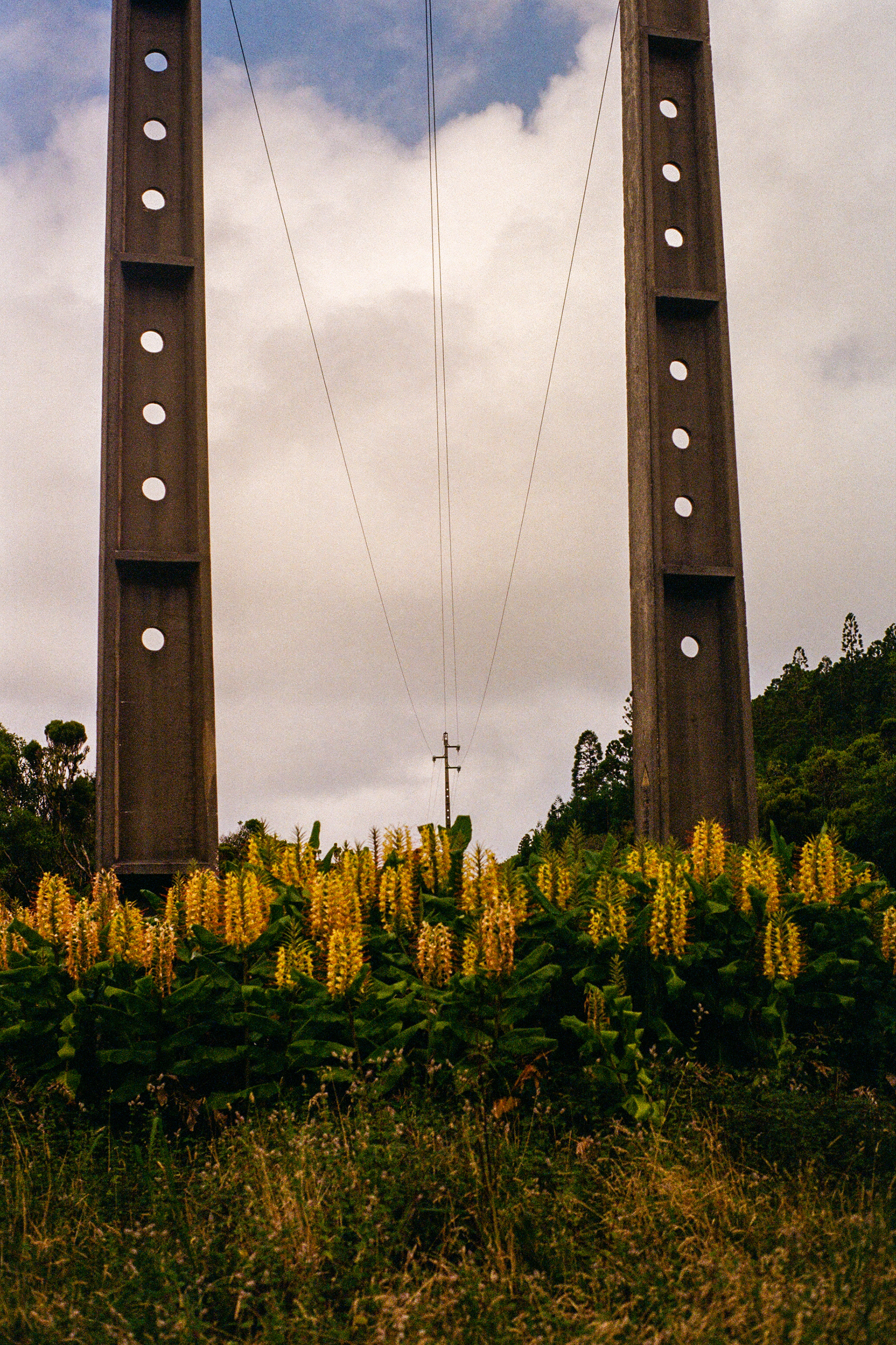 Trilho do Chambre, 9700, Terceira, Azores, Portugal, 2025 (Argentique)