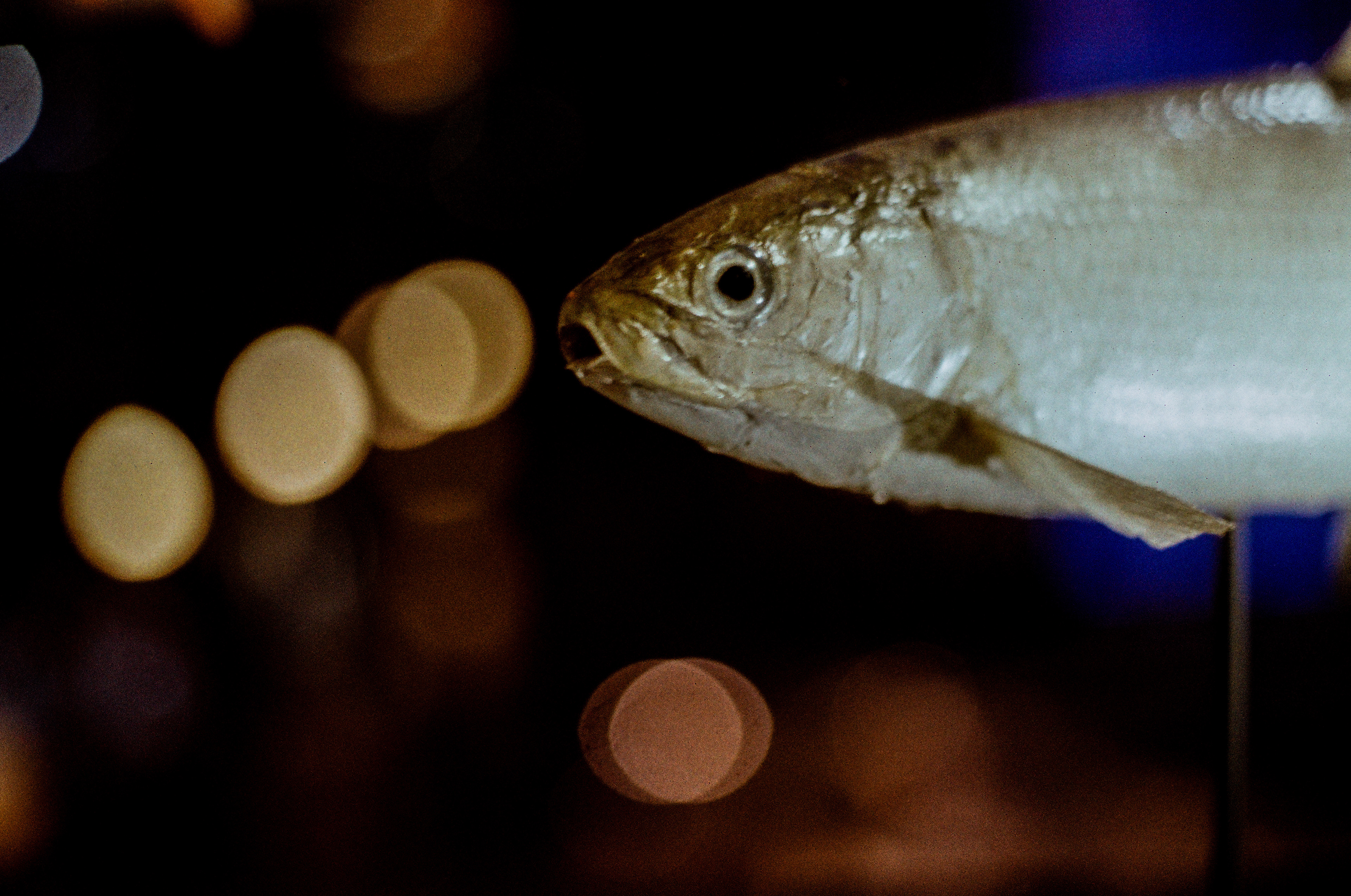 Lavaret / Coregonus lavaretus, "MNHN", Musée National d'Histoire Naturelle, Paris, France