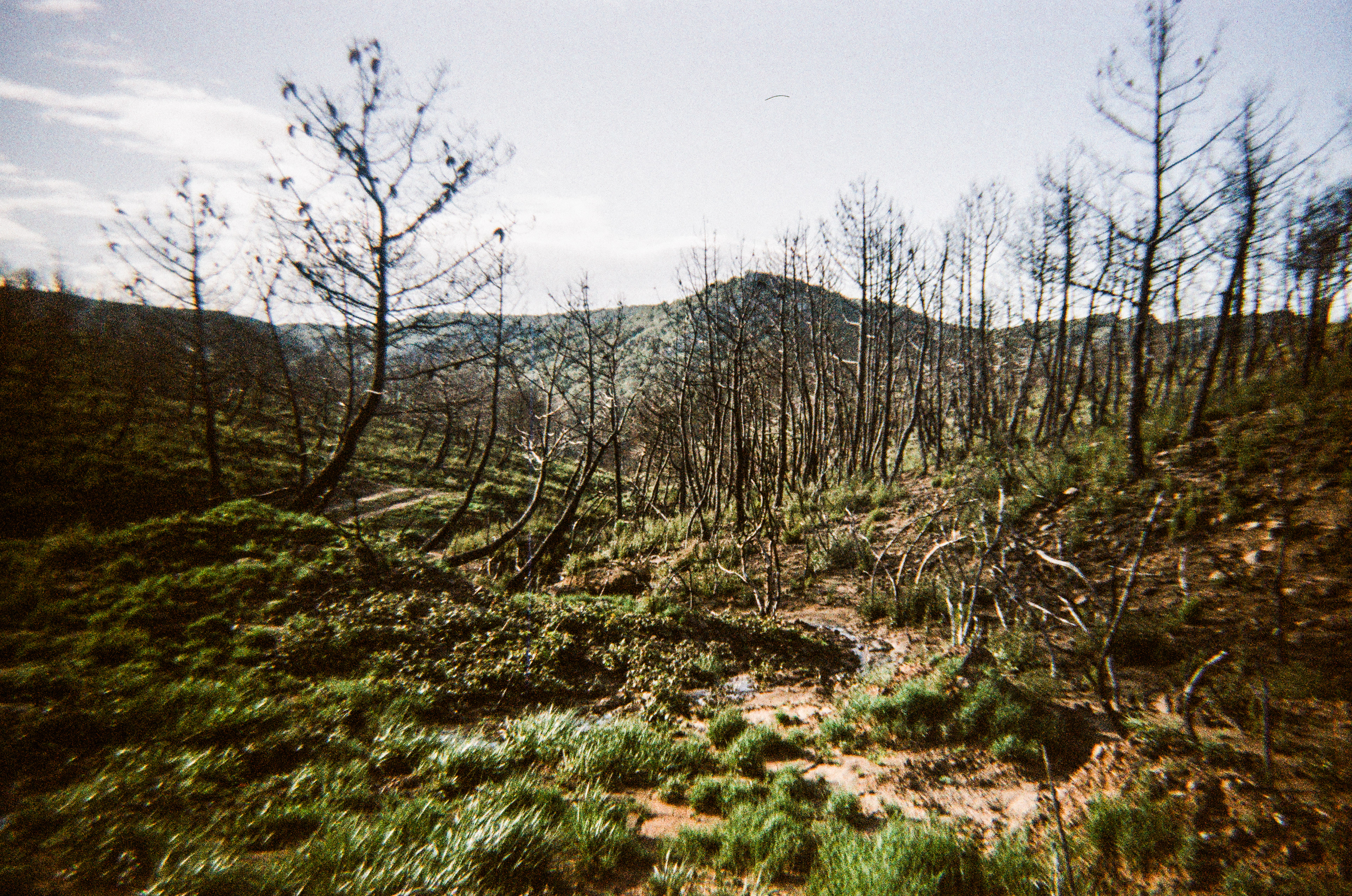 Fontfroide, Aude, Occitanie, France, 2026 (Argentique)