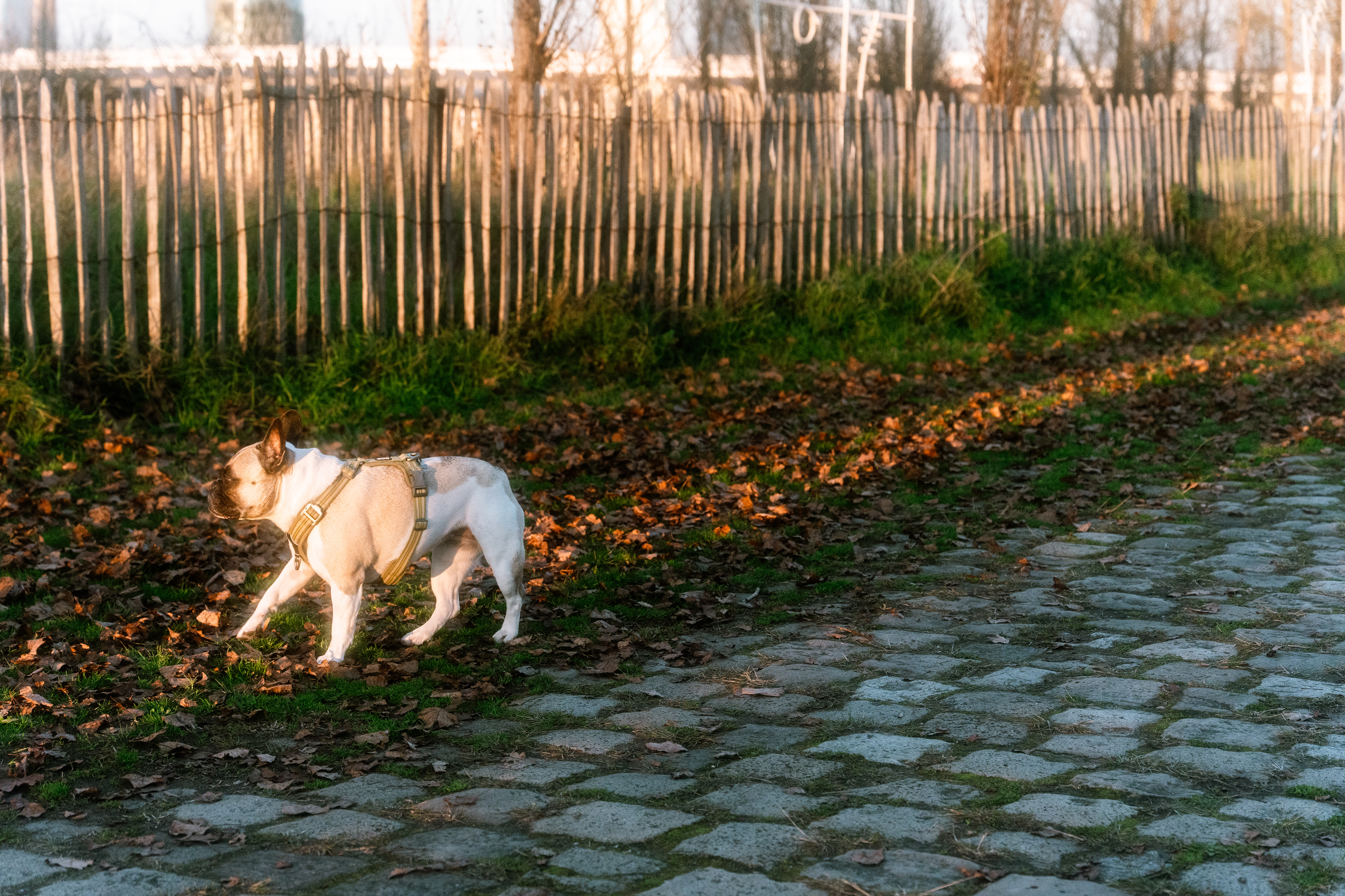 Chien (Canis Familiaris), 33000, 33100, 33200, 33300, 33800, Bordeaux, Gironde, Nouvelle-Aquitaine, France, 2025 (Numérique)
