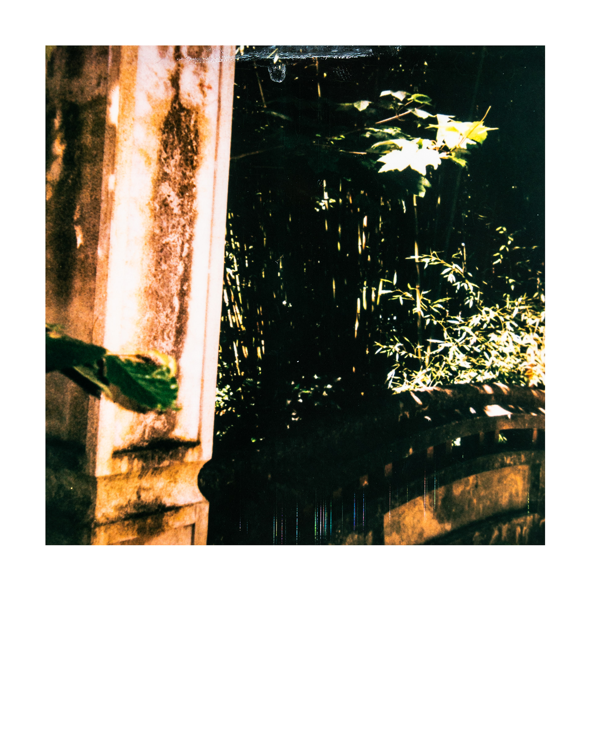 Jardin d'agronomie tropicale René Dumont, Paris, Ile-de-France, France, 2026 (Polaroid)