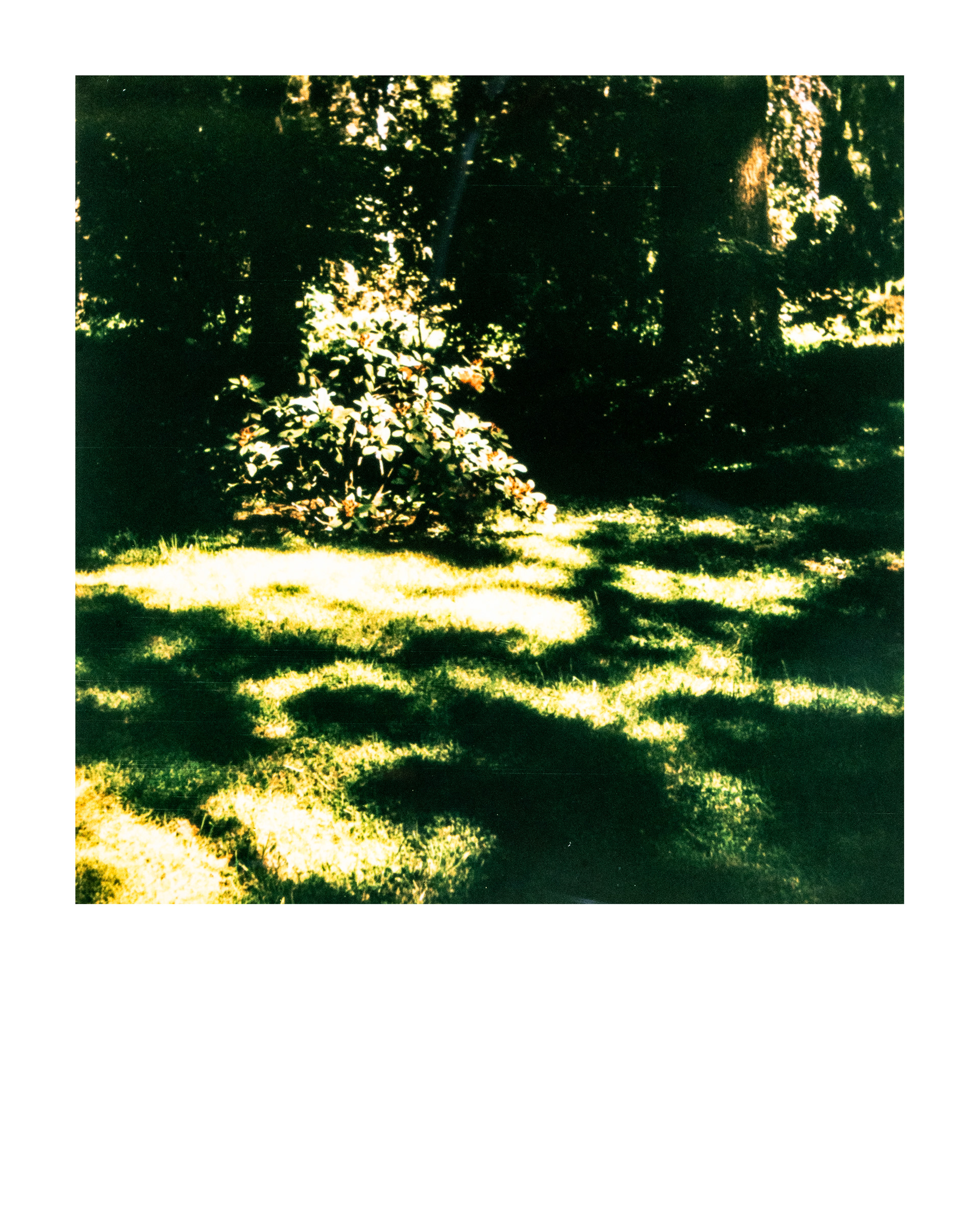 Série "Parcs", Musée départemental Albert-Kahn, 2026 (Polaroid)